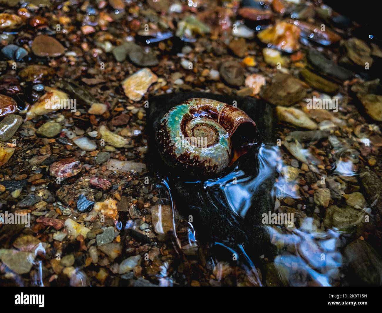A top view of colored stones and colorful shell lying on the beach ...