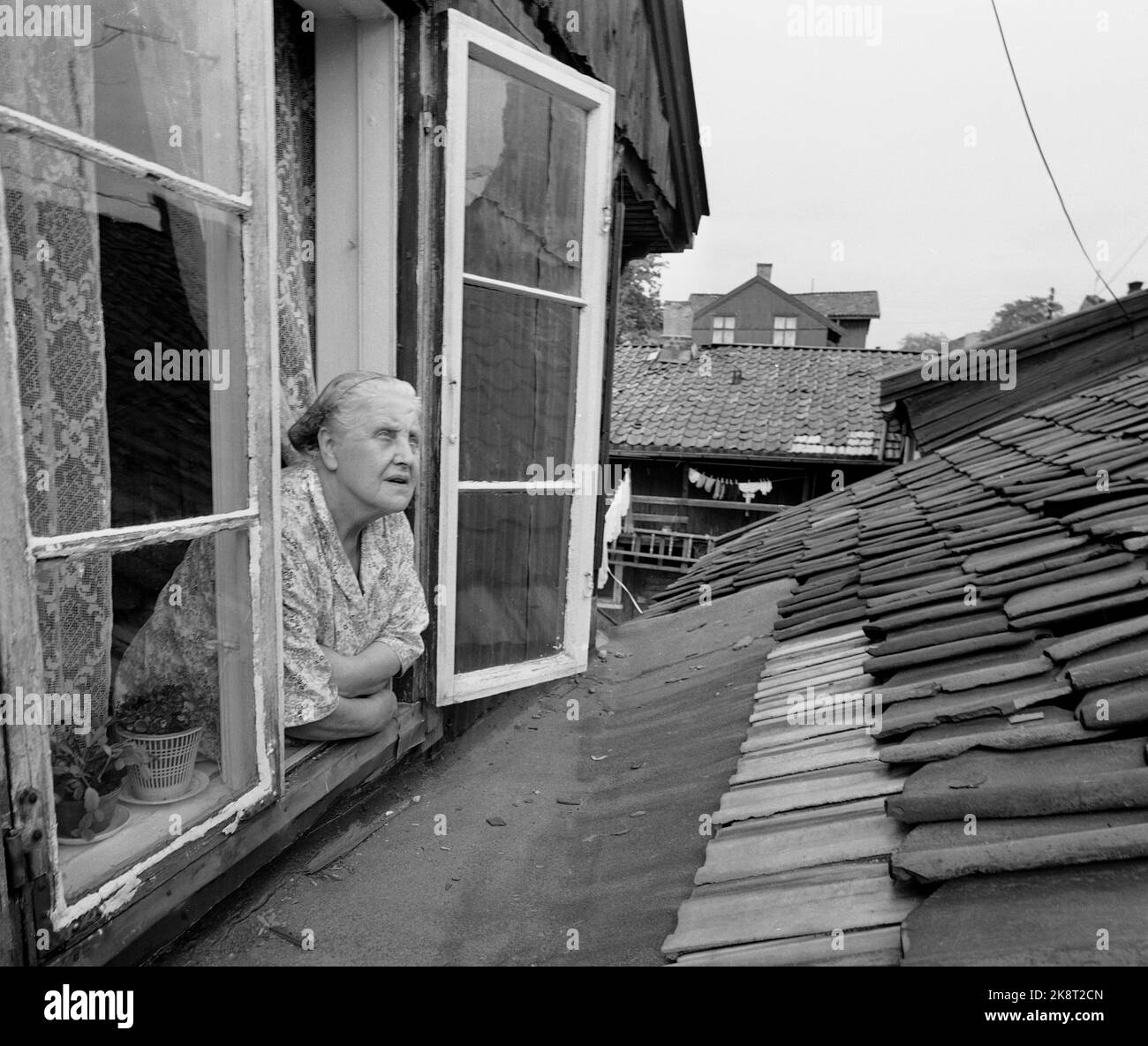 Oslo May 1966 at Rodeløkka has been more or less quiet for 150 years. The old houses are both shaky and crooked and marked by decay, but people thrive and will not move or modernize. Inga Thyssell has lived here for 57 years. Here she studies the view from the window, which is mostly roof tiles and male cats according to her. Old lady who looks out of a window with lace curtains and flower pots. Photo: Storløkken / Current / NTB Stock Photo