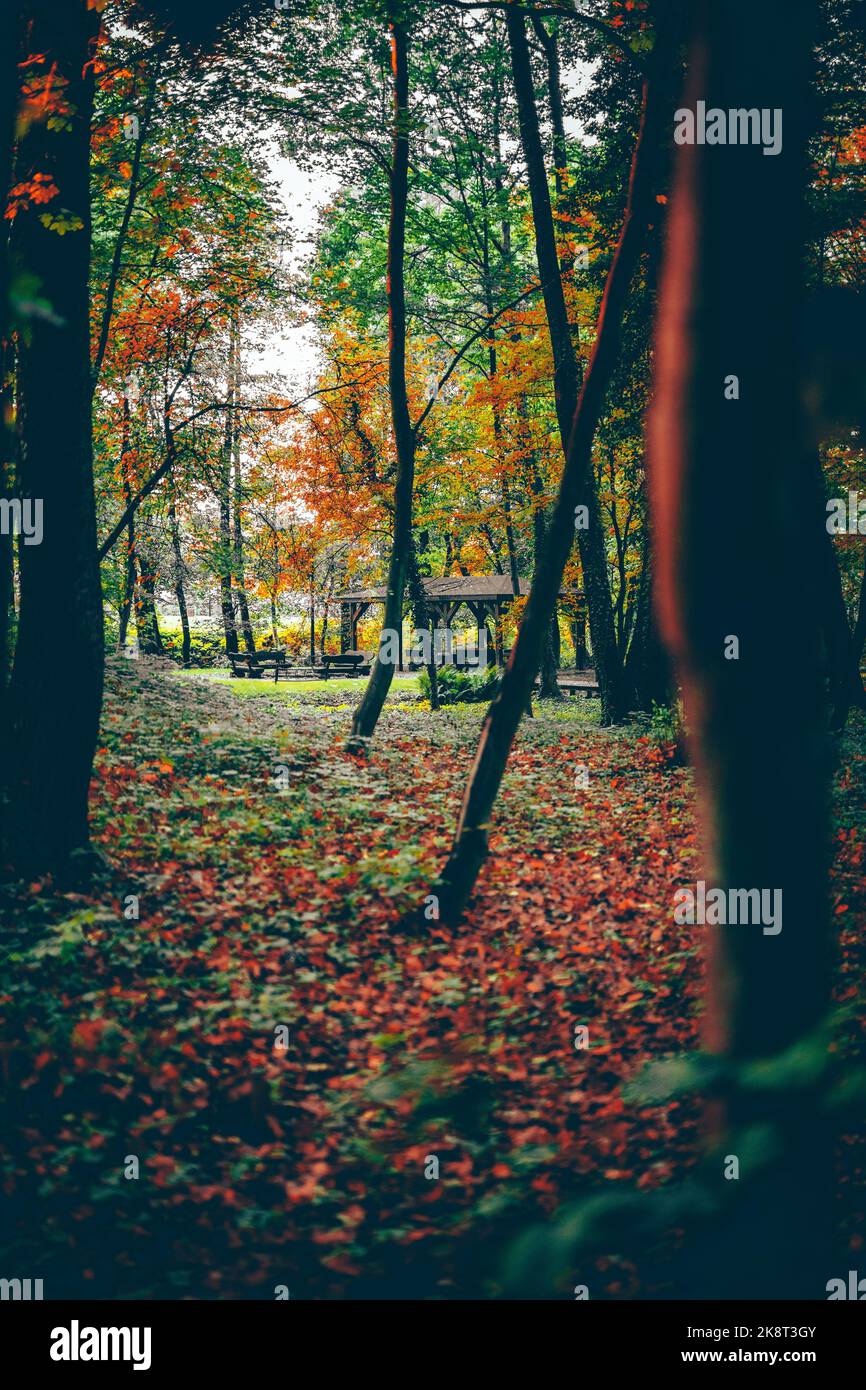 An aerial view of park with path surrounded by dense autumn trees Stock ...