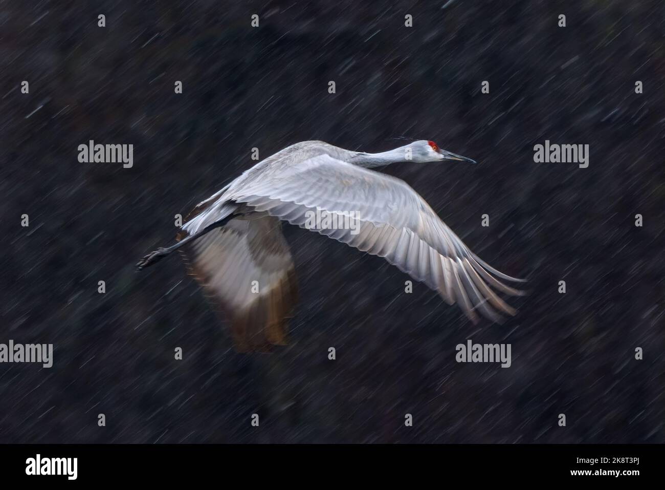 A grey crane flying with strong blizzard Stock Photo - Alamy