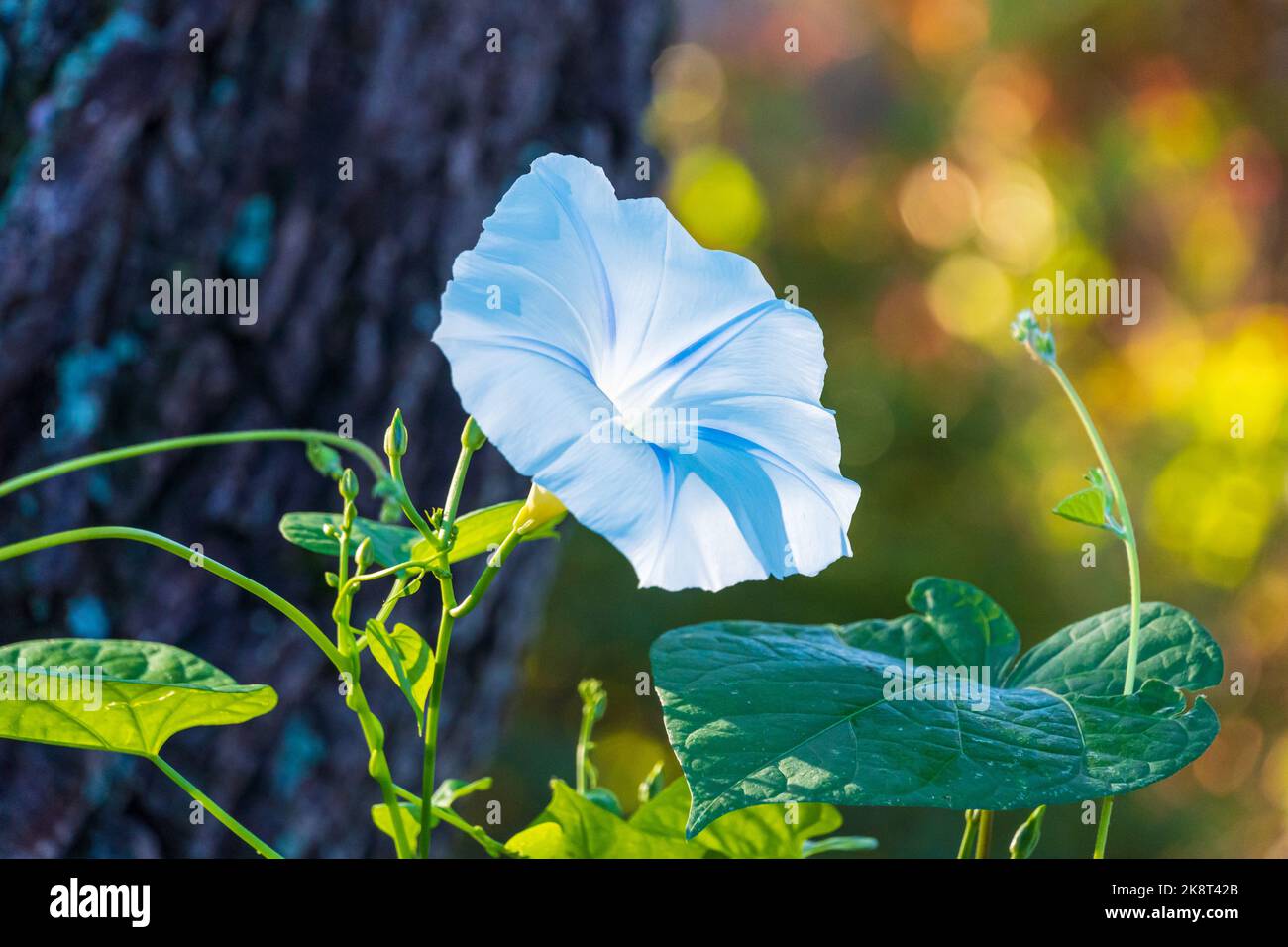 Blue Star Morning Glory flower (Ipomoea tricolor) - Homosassa, Florida, USA Stock Photo