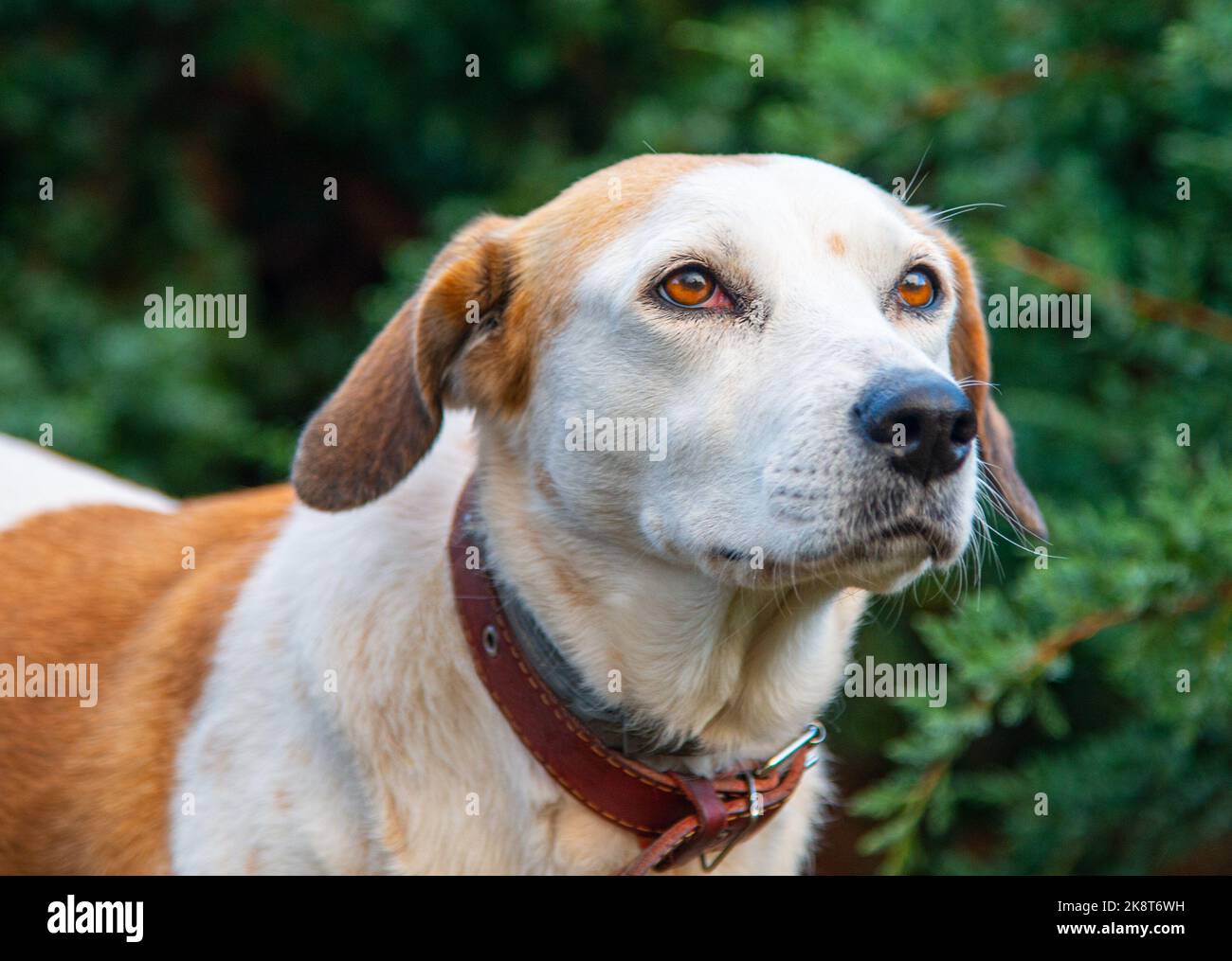 Old sad Istrian Shorthaired Hound dog standing in wood Stock Photo