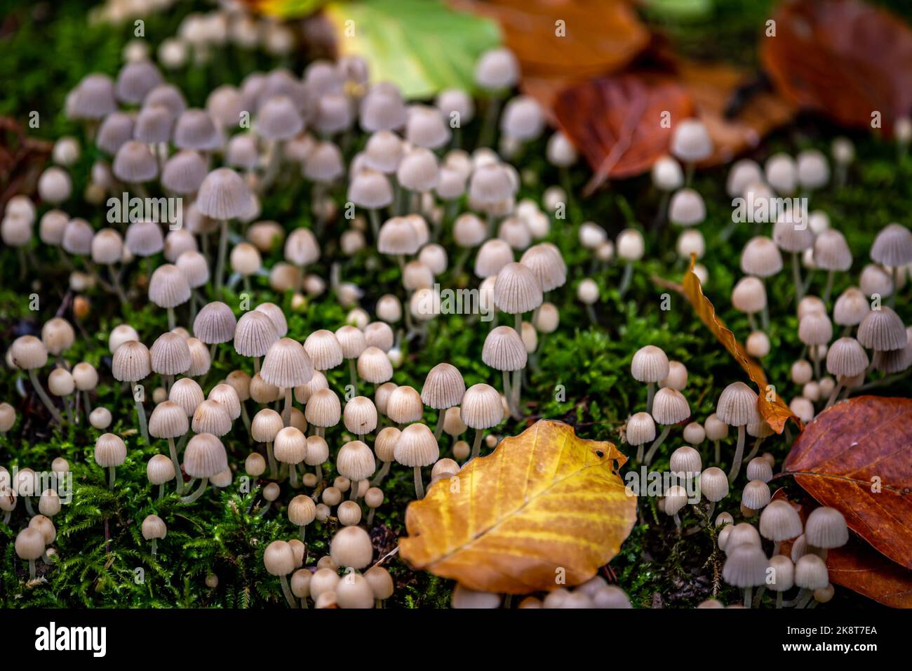 Coprinellus disseminatus. Fairy inkcap. Trooping crumble cap. Group of mushrooms with leaves in nature. Stock Photo