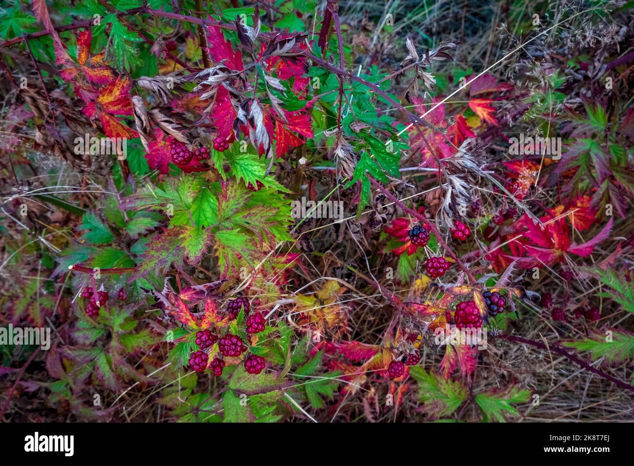 Scenery along Ebey's Trail, Admiralty Inlet Preserve, Whidbey Island