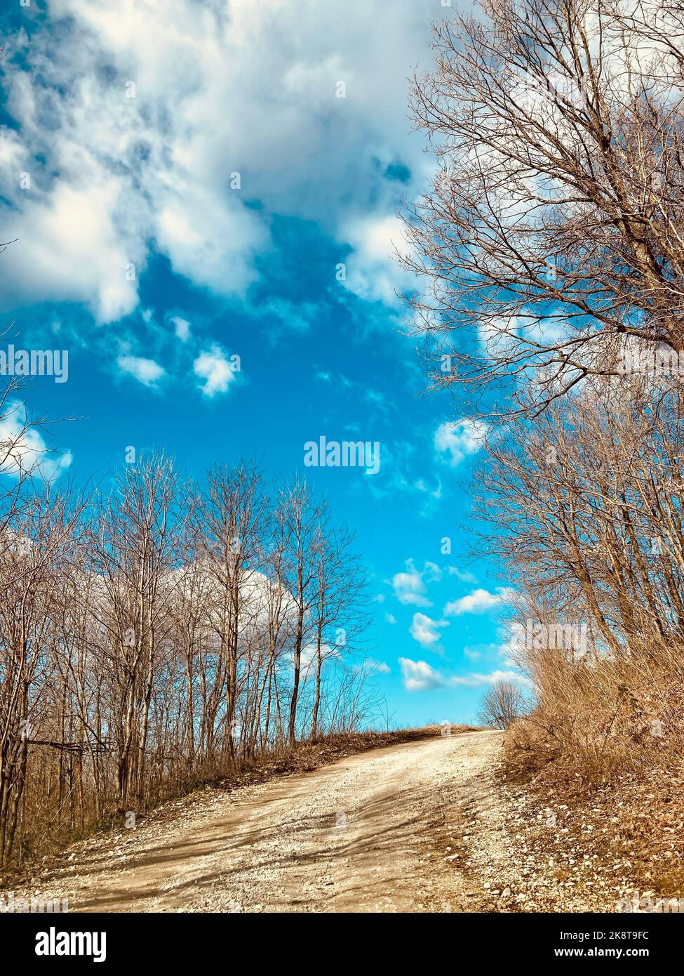 An aerial view of road surrounded by dense trees Stock Photo - Alamy