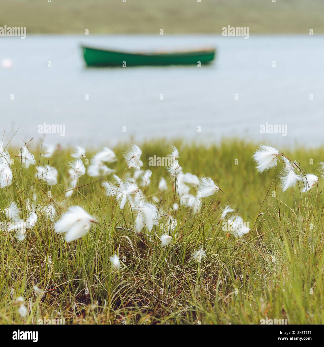 The Eriophorum gracile plant with water and a green boat in the background. Stock Photo
