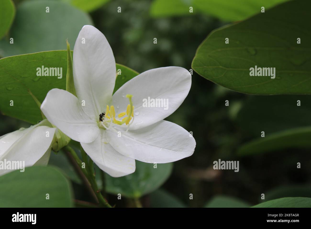 A closeup of Bauhinia acuminata, a white orchid-tree flower in the garden. Stock Photo