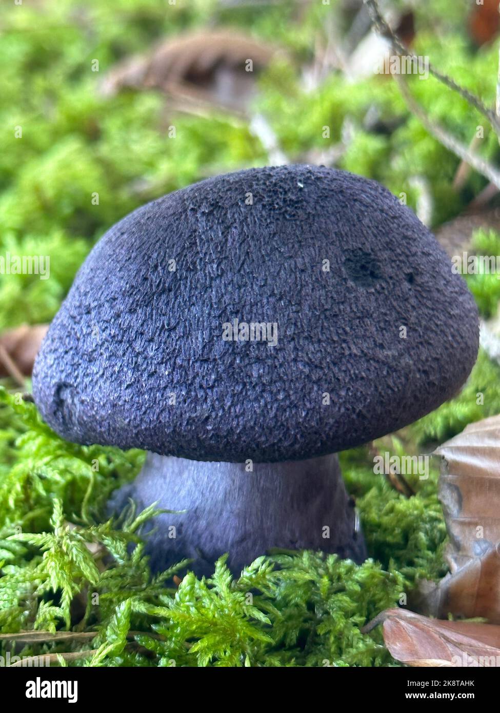 A vertical closeup of Cortinarius violaceus, commonly known as the violet webcap. Stock Photo