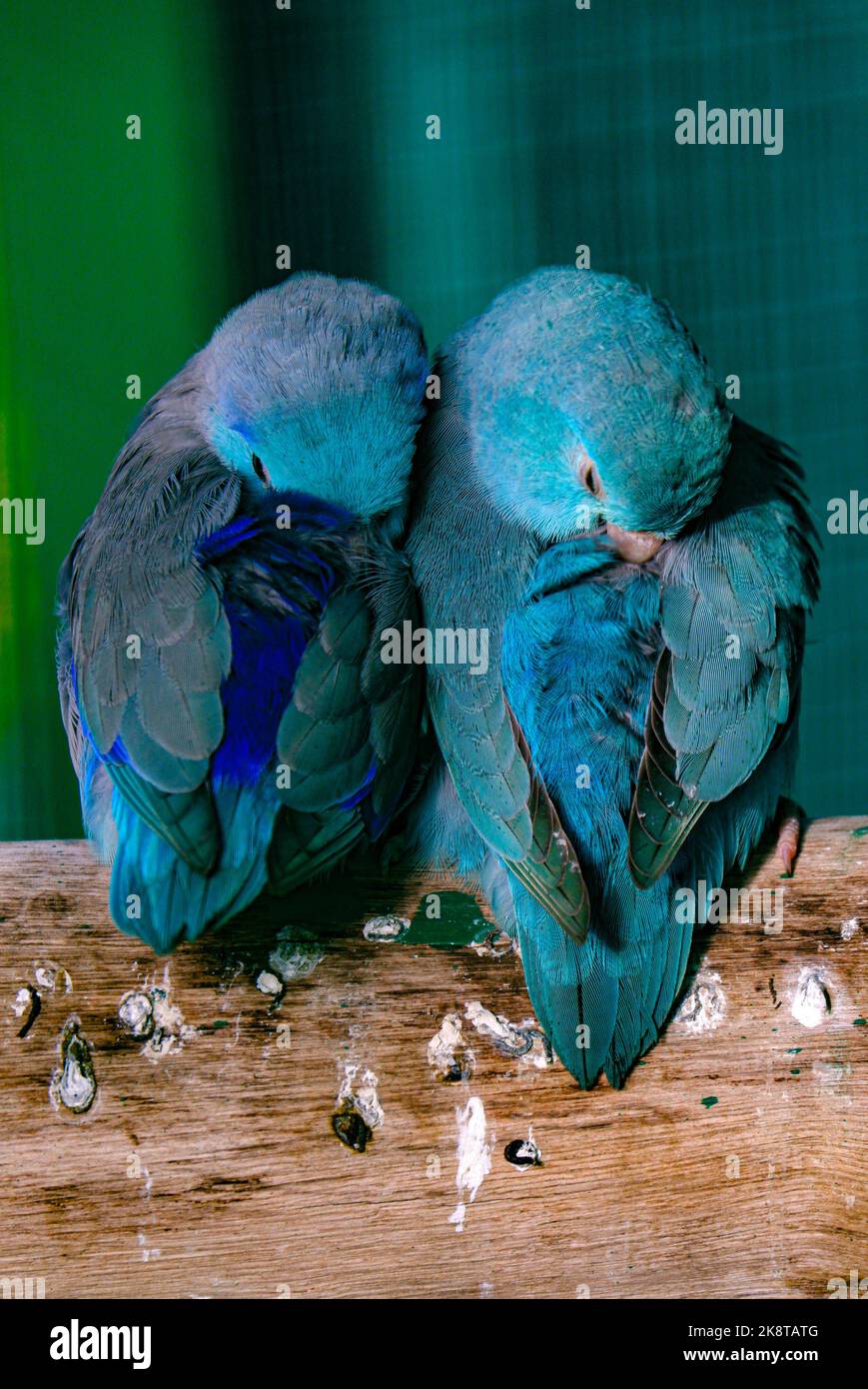 A vertical closeup of a couple of blue Pacific parrotlets, Forpus coelestis. Stock Photo