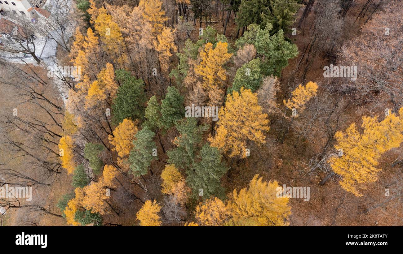 A top view shot of green and yellow trees in a forest in Transylvania ...