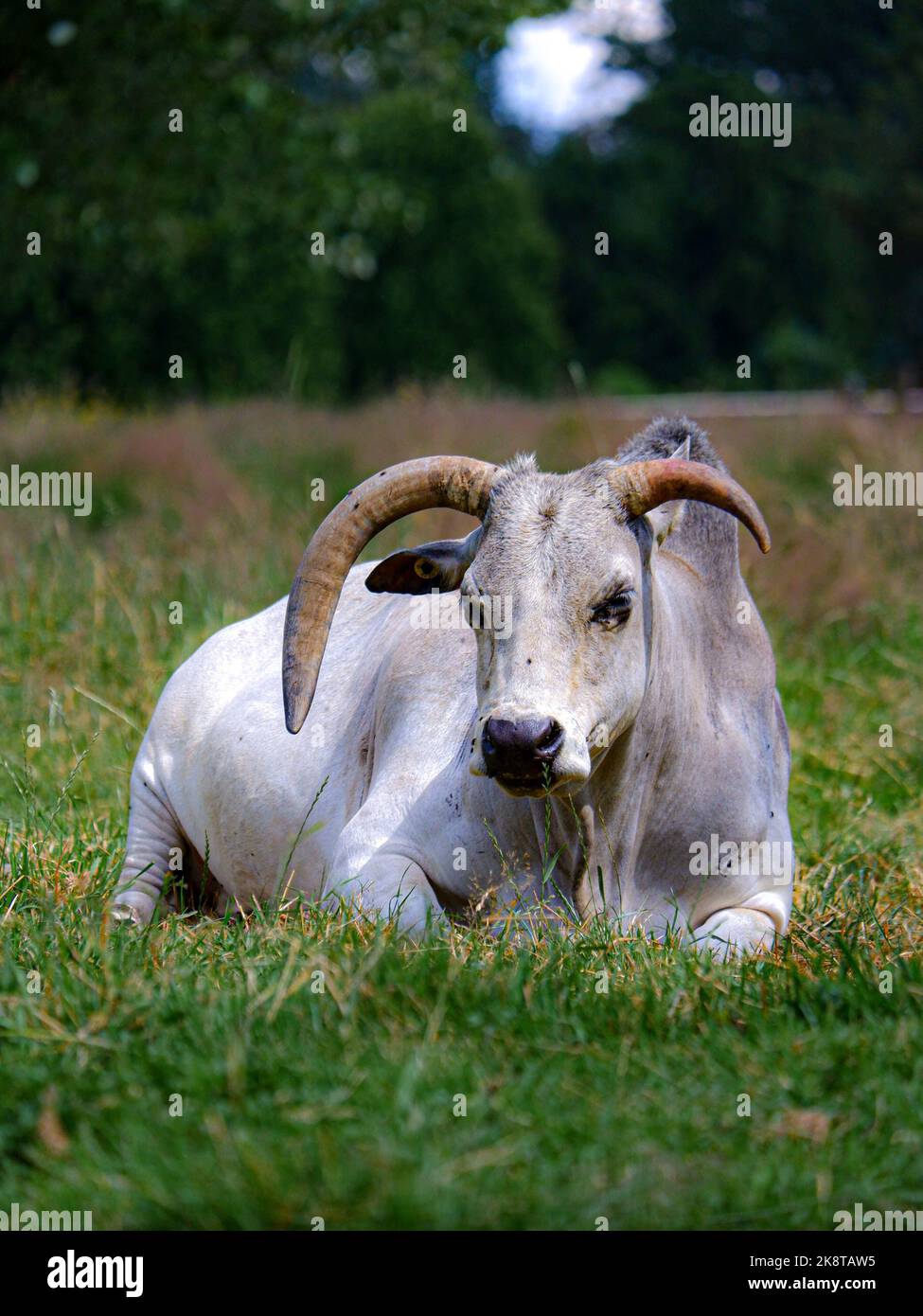 A vertical closeup of a Krishna Valley cow resting on the green grass. Stock Photo