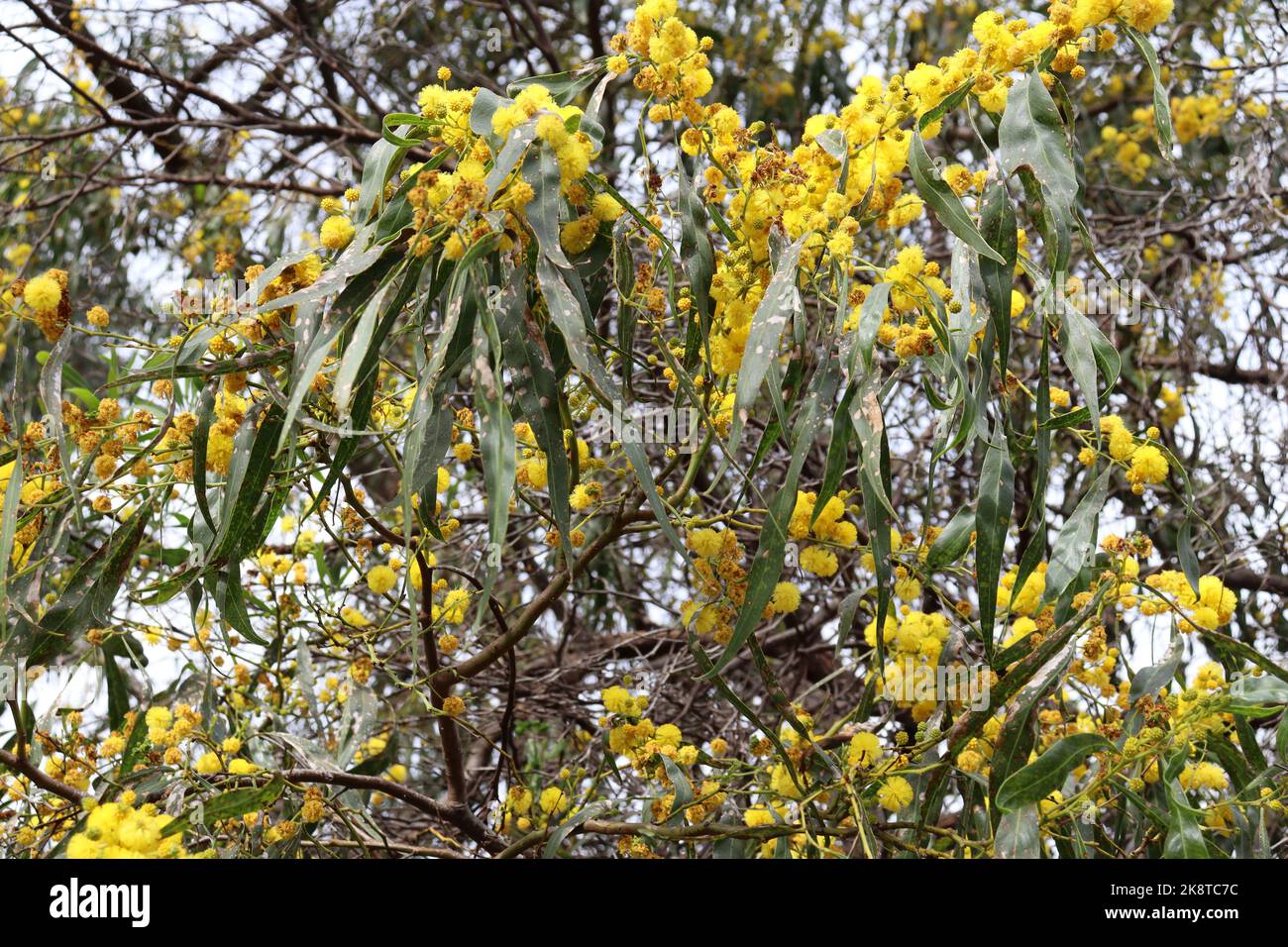 Spring Trees Wattle Spring green flowering trees hi-res stock photography and images - Alamy