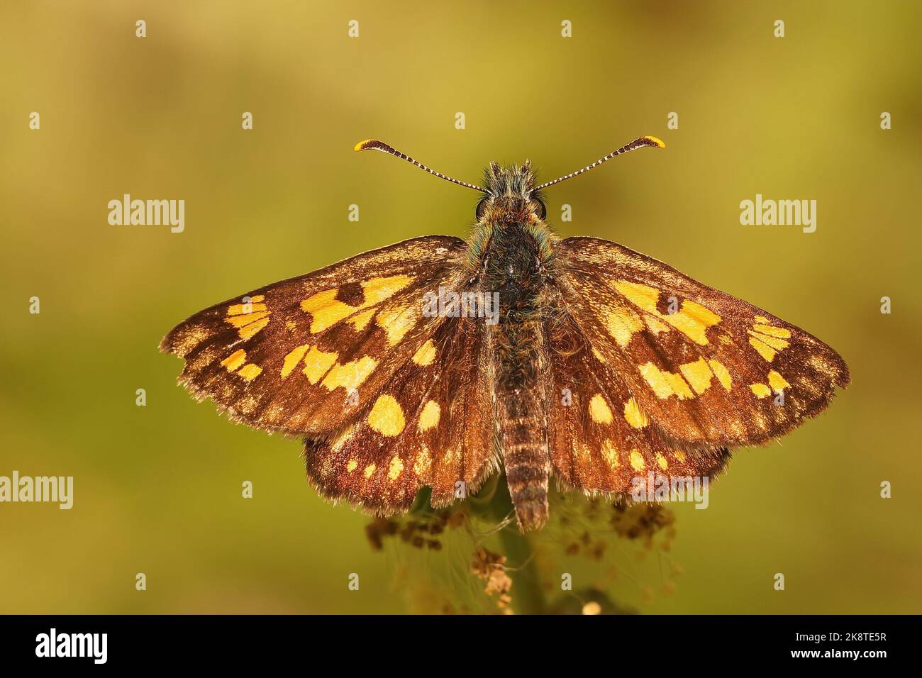 Closeup on the rare Chequered skipper, Carterocephalus palaemon sitting with open wings against a green background Stock Photo