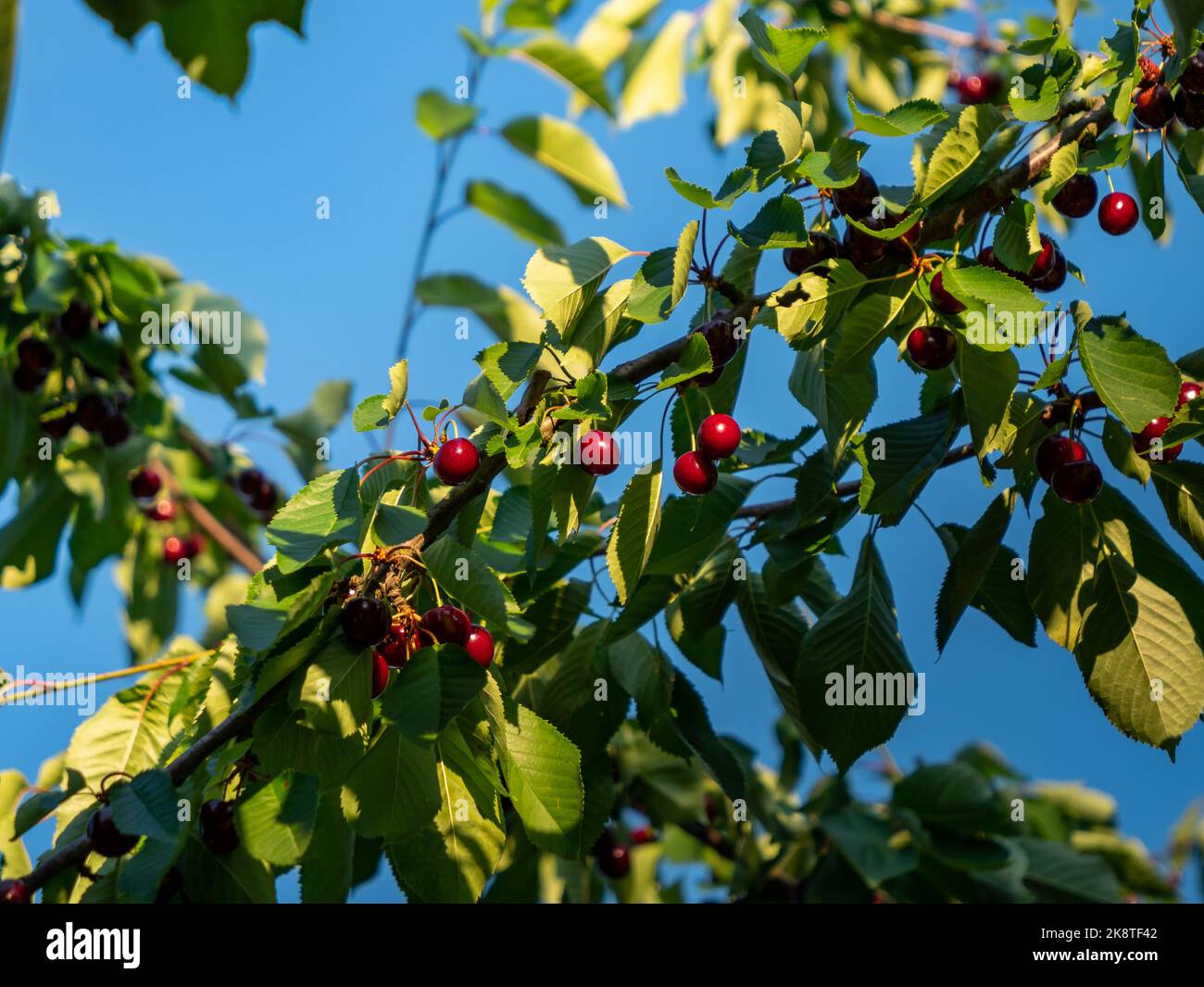 Ripe cherry fruits hanging on a tree. Sweet healthy food in the nature. Beautiful plant parts in the bright sunlight. Idyllic scene in a garden. Stock Photo