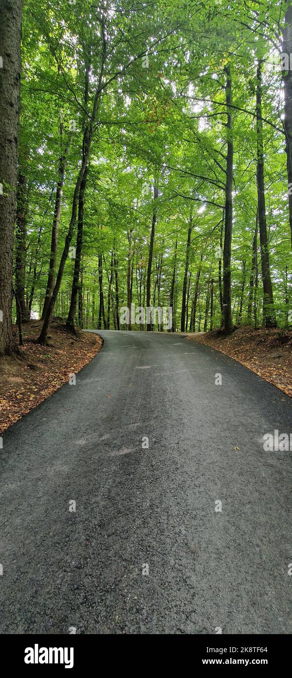 A vertical shot of the empty road surrounded by green trees Stock Photo ...