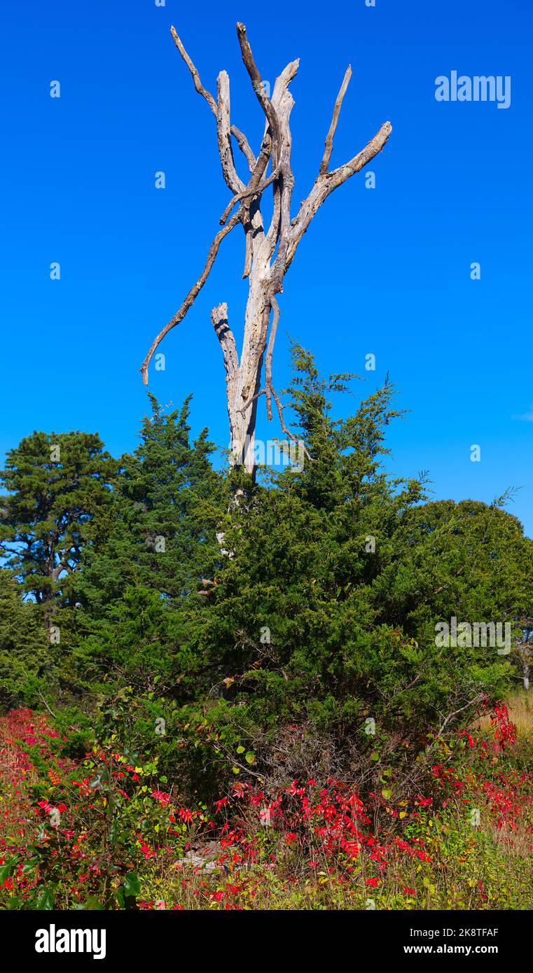 The trunk of a dead tree rises from the overgrowth at Crow's Pasteur, Dennis, Cape Cod, USA Stock Photo