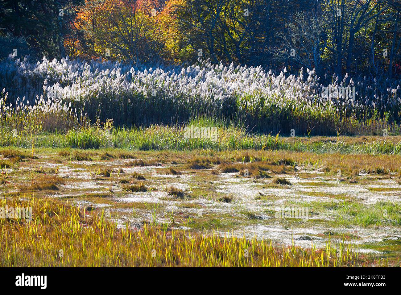 A salt marsh in Sandwich, Massachusetts, on Cape Cod, USA Stock Photo