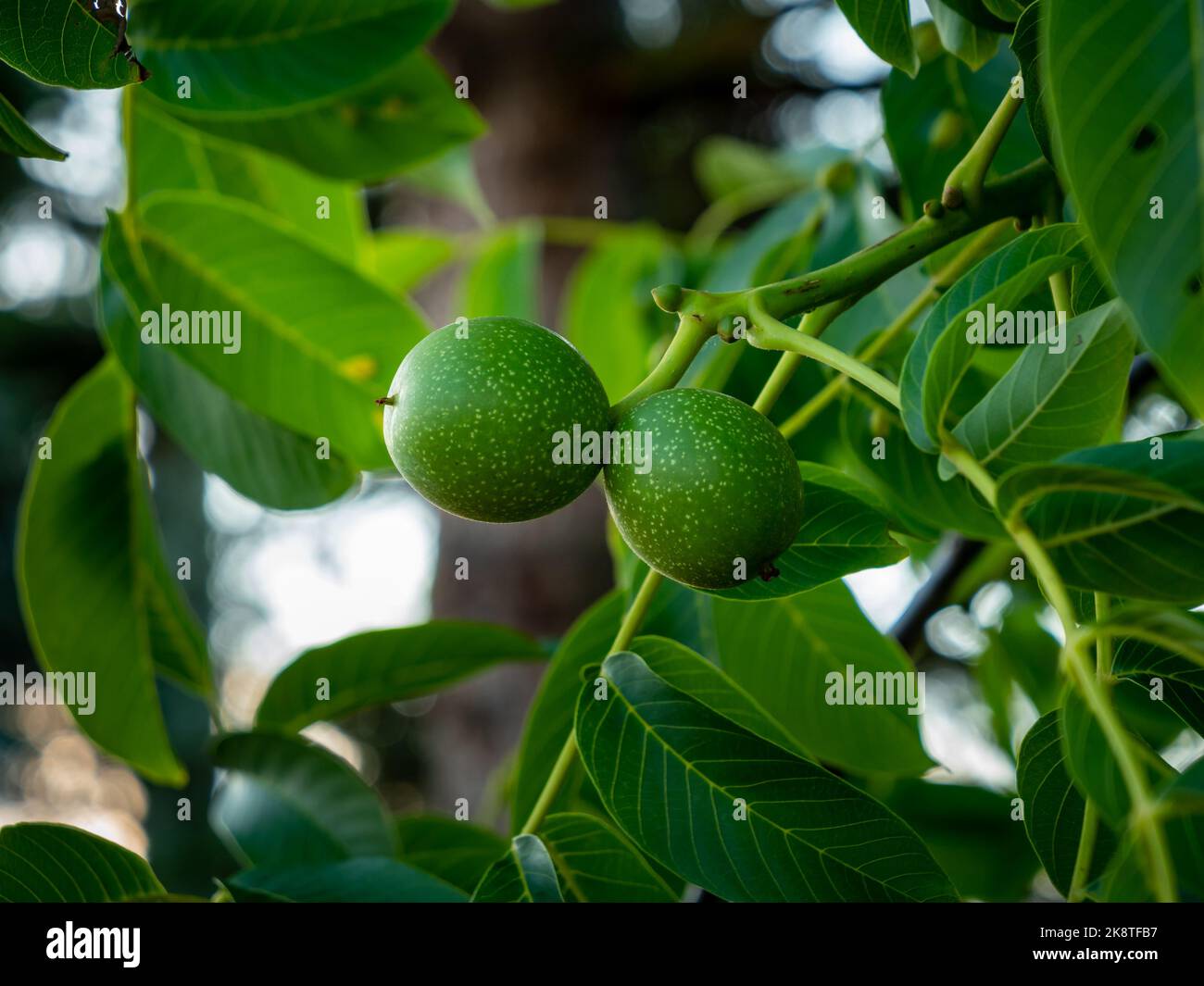 Unripe walnuts on a tree. Close-up of green walnut fruits next to lush green leaves. A twig with two growing nuts is in a garden. The shell is dotted. Stock Photo