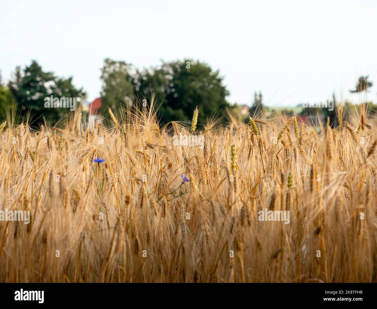Wheat plants in an agricultural field. The golden crop is ready for the harvest. The seeds of the cereals are golden. German farming in a rural area. Stock Photo