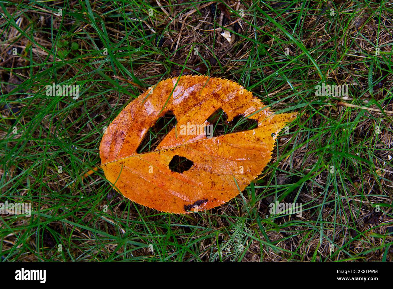 'Pumpkin Leaf'  A fallen leaf that resembles a Halloween pumpkin Stock Photo