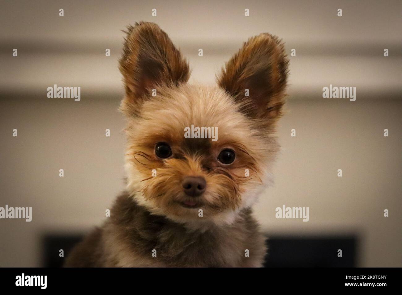 Cute small fluffy dog puppy Stock Photo Alamy