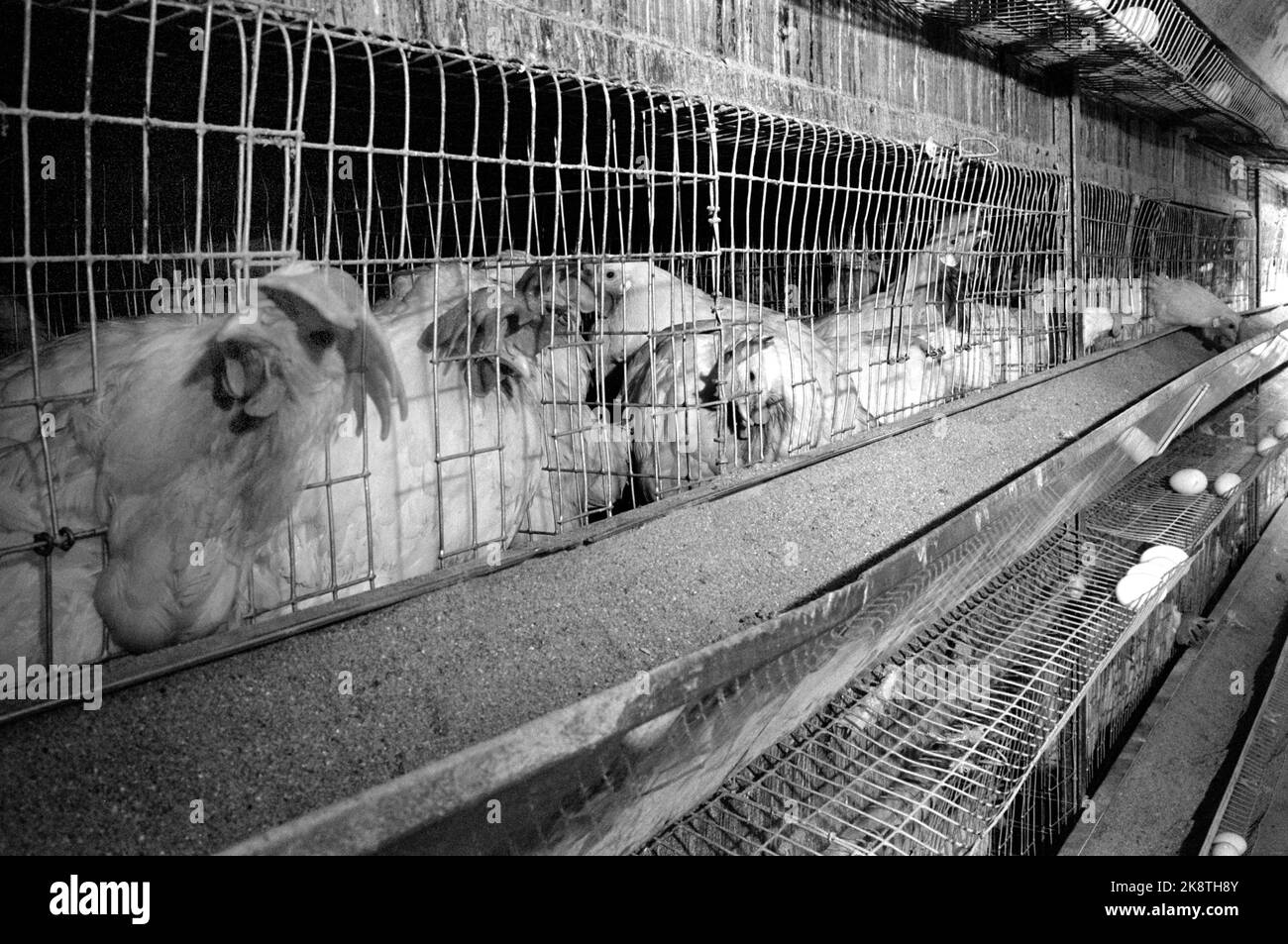 Hovelsrud farm on Helgøya in Mjøsa May 1965 Hens in cages. Cage