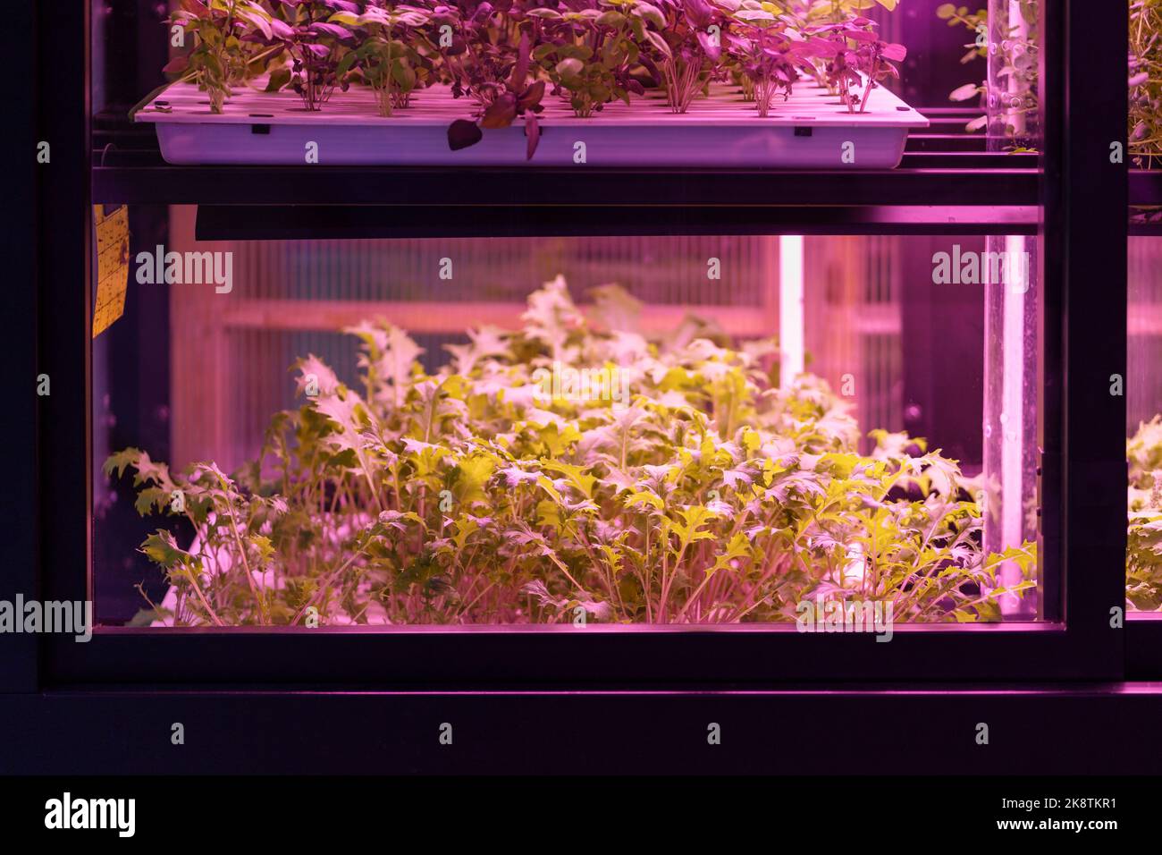 Full spectrum LED grow lights for lettuce and basil. Hydroponics and