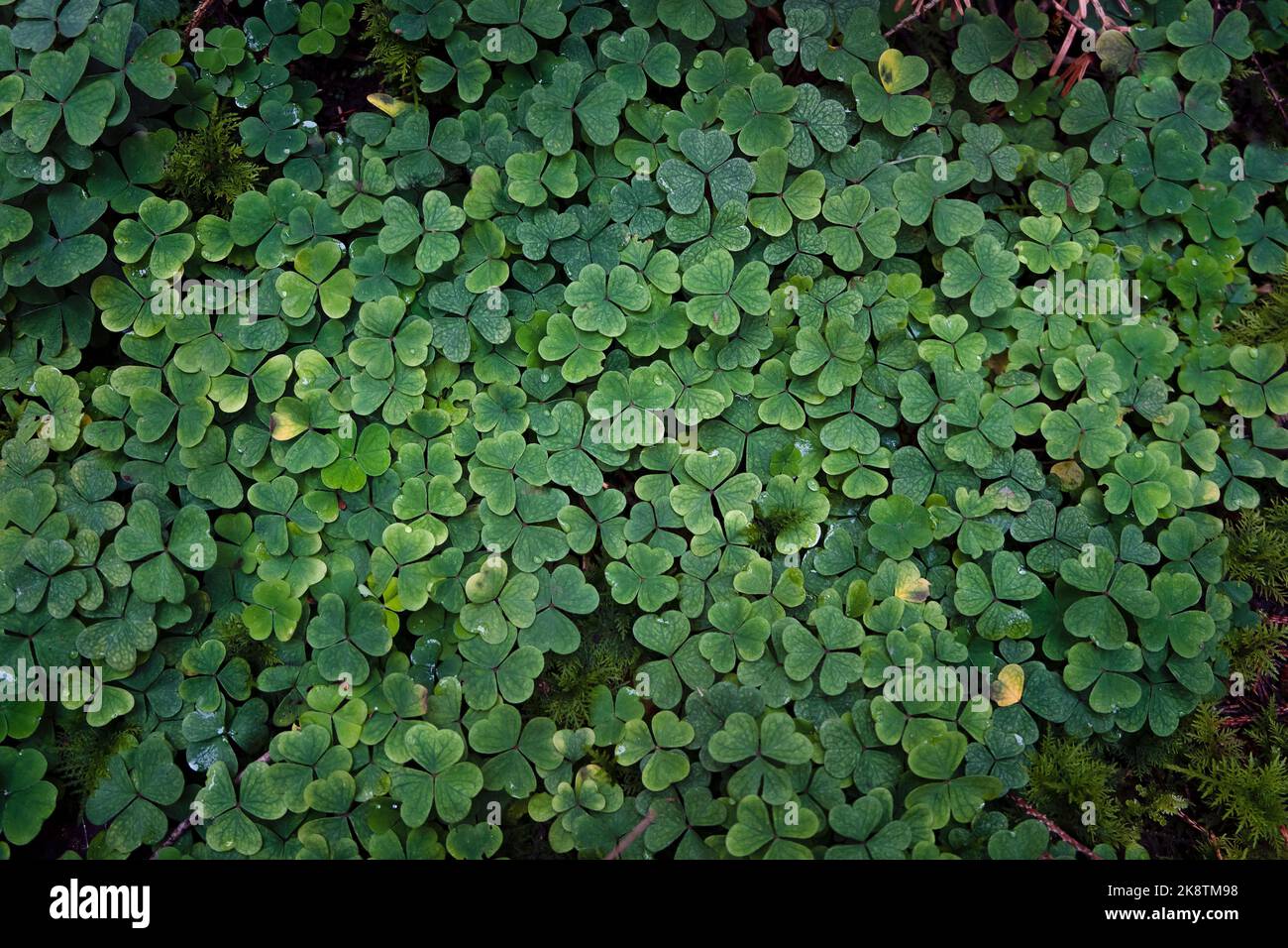 Green forest leaves texture. Shamrock pattern, lush forest litter flor ...