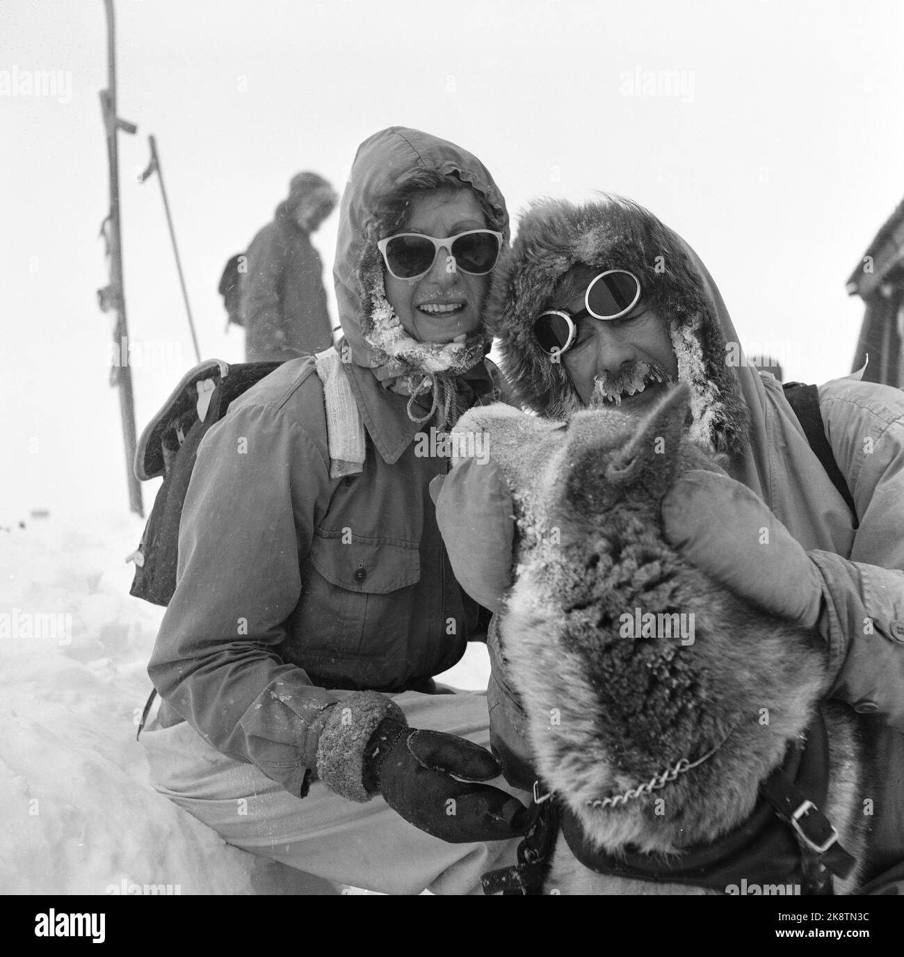 trekkhundklubben-hi-res-stock-photography-and-images-alamy