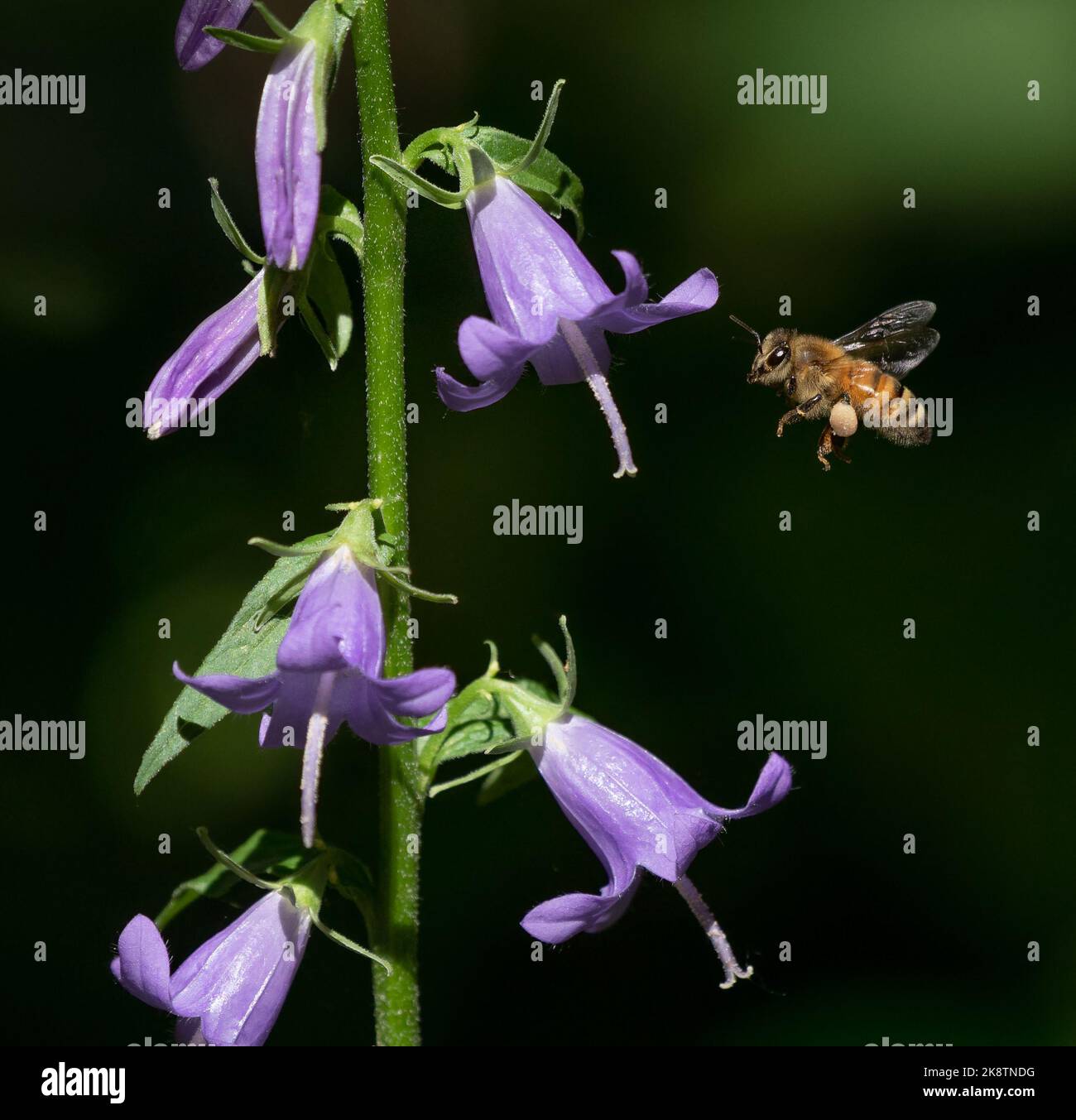 A Honeybee in flight next to a Creeping Bellflower stalk carrying a hefty pollen basket with a dark garden background. Stock Photo