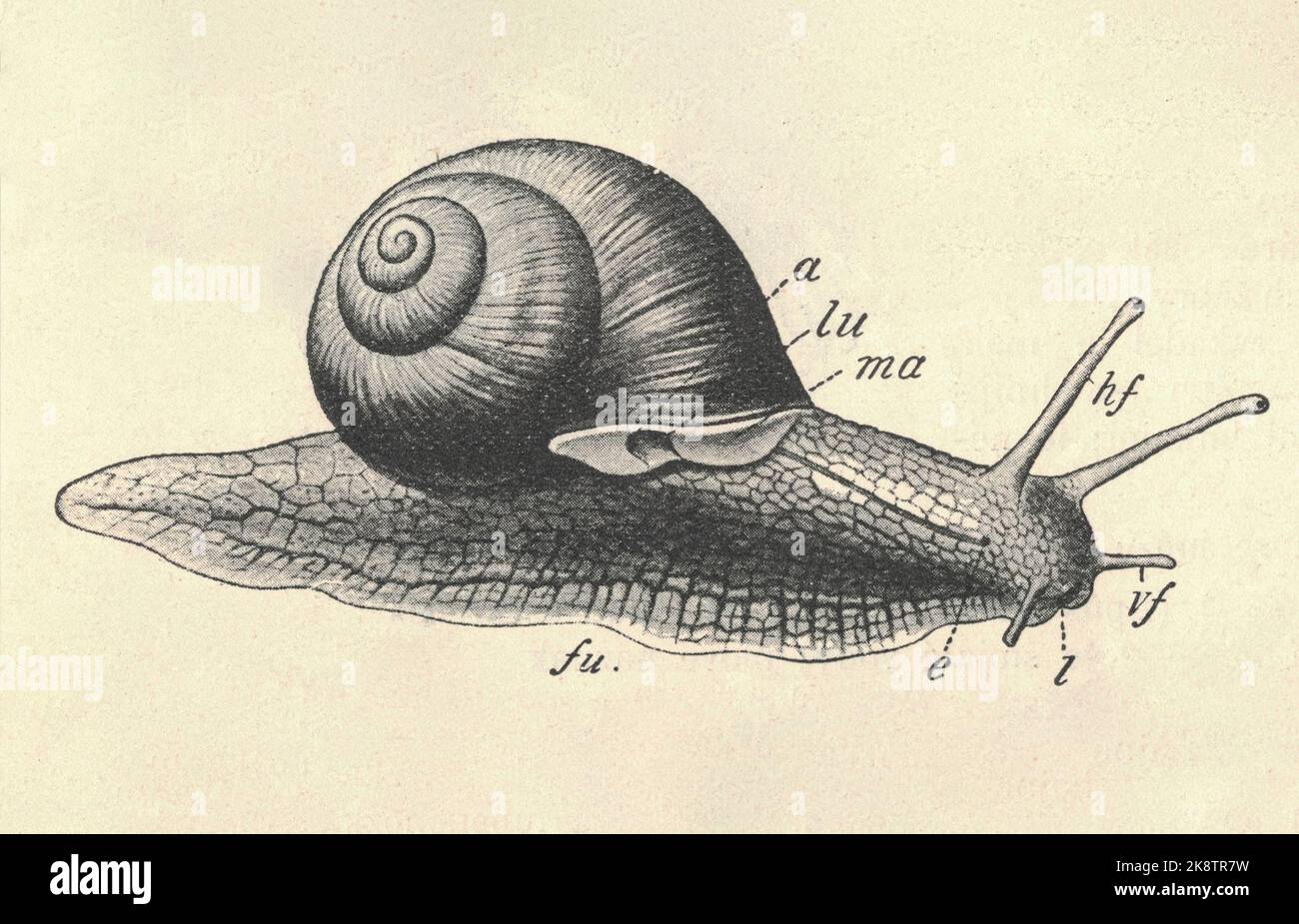 Antique engraved illustration of the Roman snail. Vintage illustration of the Burgundy snail. Old engraved picture of the escargot. Picture of the Helix pomatia. Book illustration published 1907. Helix pomatia, common names the Roman snail, Burgundy snail, or escargot, is a species of large, edible, air-breathing land snail, a pulmonate gastropod terrestrial mollusc in the family Helicidae. It is one of Europe's biggest species of land snail. Stock Photo
