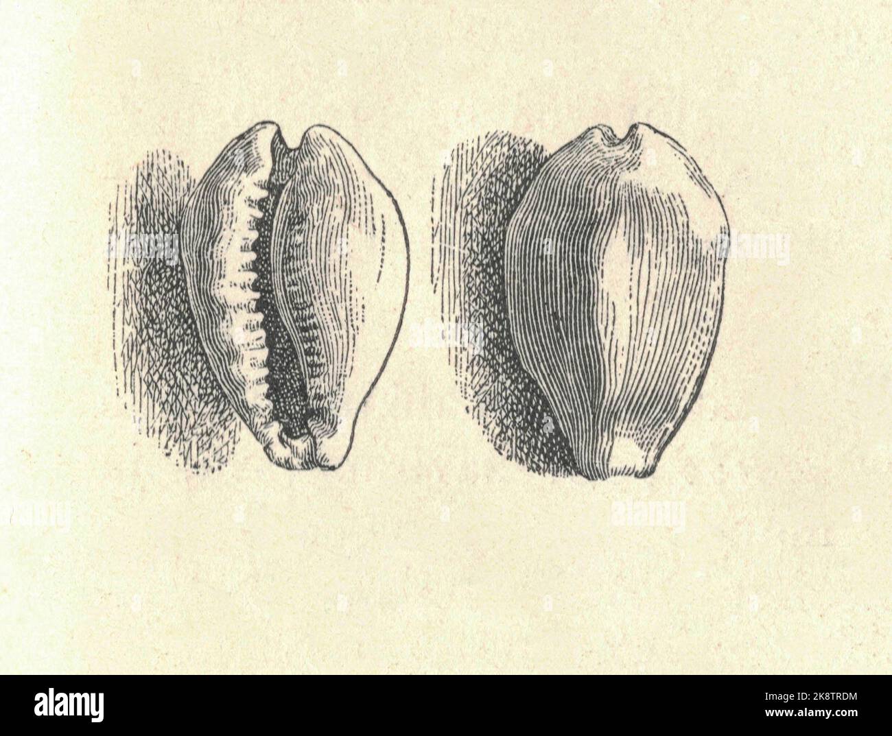 Antique engraved illustration of money cowry. Vintage illustration of Monetaria moneta. Old engraved picture. Book illustration published 1907. Monetaria moneta, common name the money cowry, is a species of small sea snail, a marine gastropod mollusk in the family Cypraeidae, the cowries. This species is called 'money cowry' because the shells were historically widely used in many Pacific and Indian Ocean countries as shell money before coinage was in common usage. It is a quite small cowry, up to 3 cm (1.2 in) and weighing roughly 0.04 oz (1.1 g), irregular and flattened, with very calloused Stock Photo