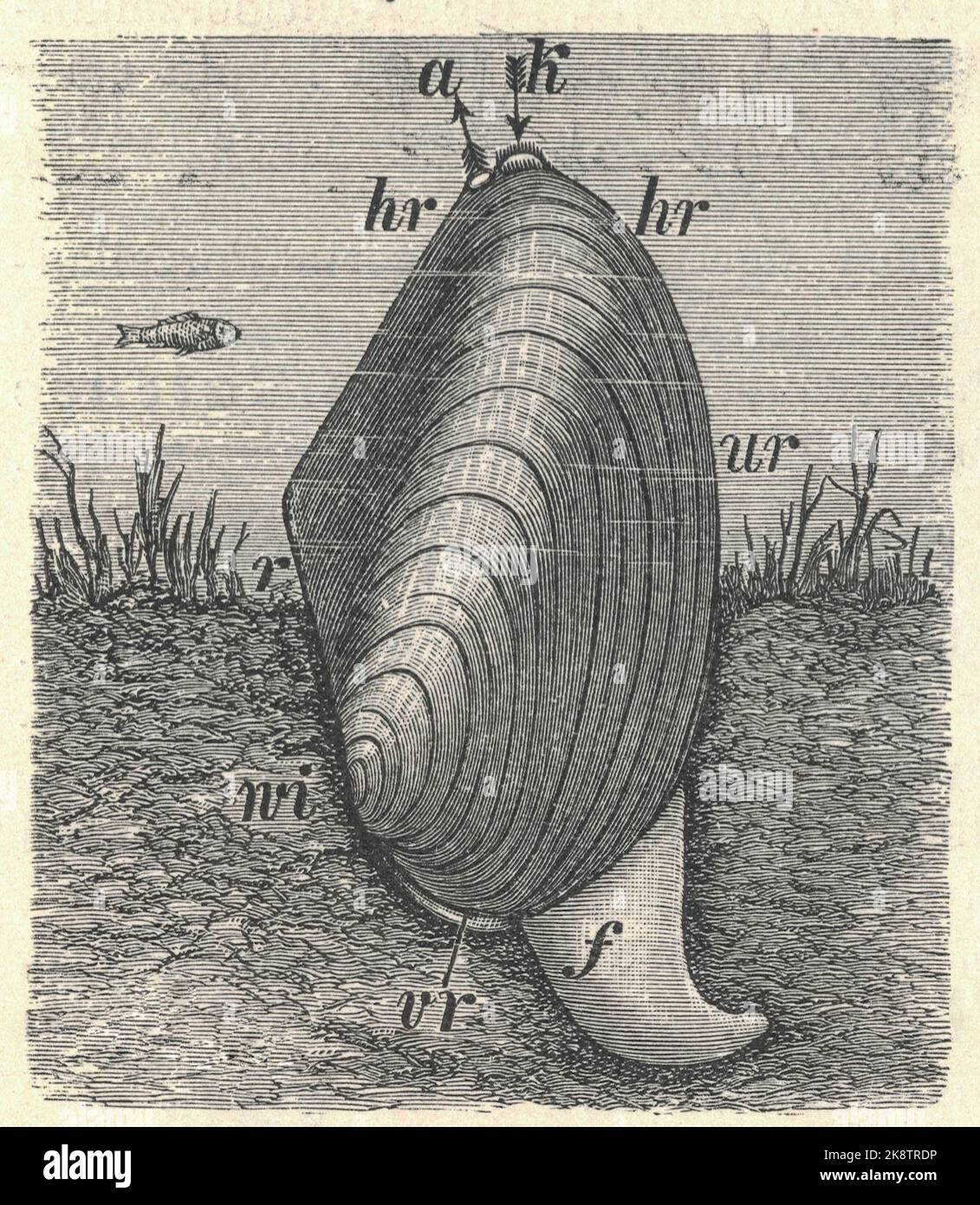 Antique engraved illustration of swan mussel. Vintage illustration of Anodonta cygnea. Old engraved picture. Book illustration published 1907. The swan mussel, Anodonta cygnea, is a large species of freshwater mussel, an aquatic bivalve mollusc in the family Unionidae, the river mussels. Because of its morphological variability and its wide range of distribution, there are over 500 synonyms for this species. The shell is thin but large (approximately 10 to 20 cm) and rather flat, even at the umbo. The shell color is often pale greenish or brownish. It differs from Anodonta anatina in being lar Stock Photo