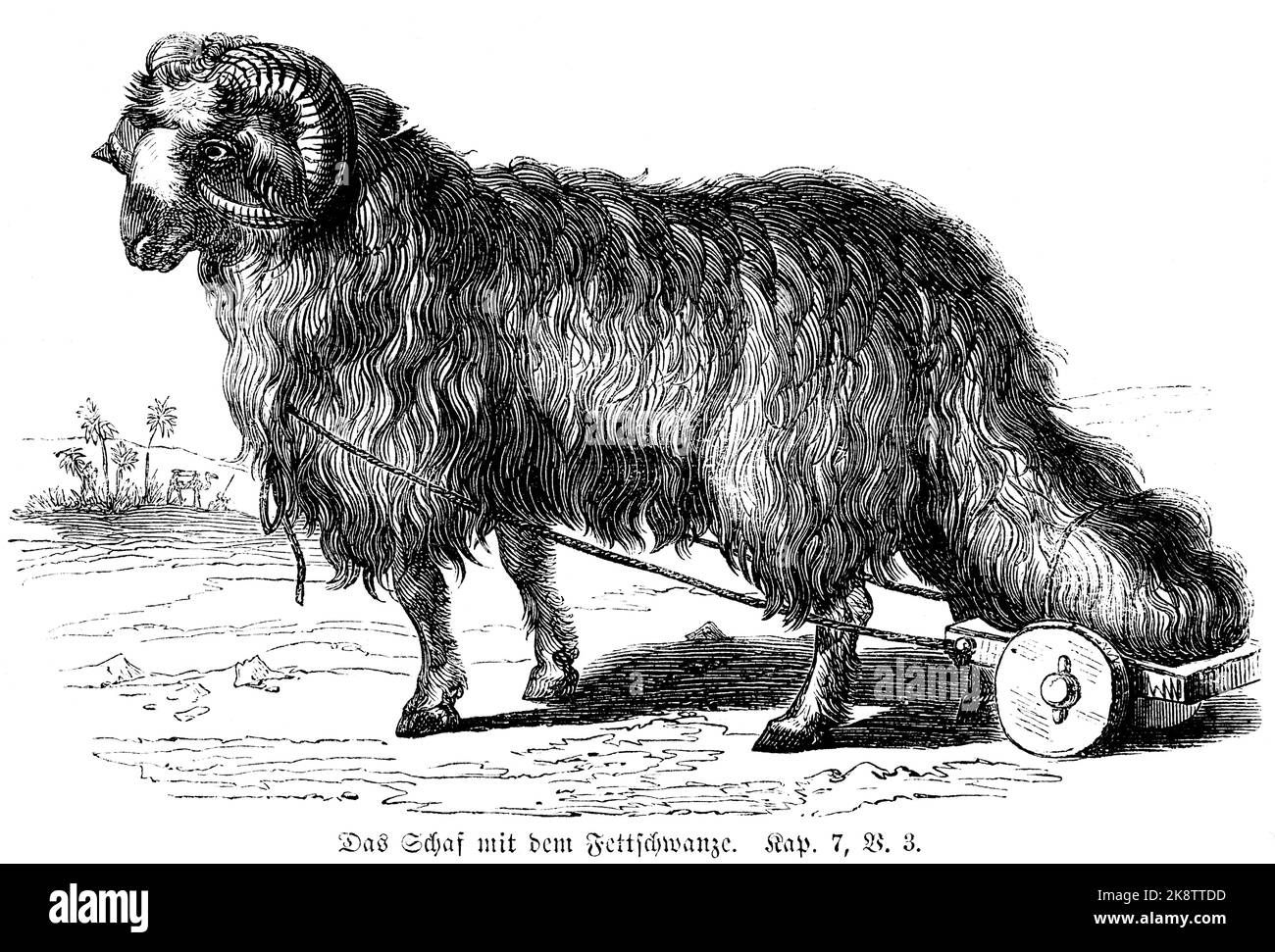The fat-tailed sheep, Third Book of Moses Chapter 7, Verse 3, bible, historic illustration 1850, Stock Photo