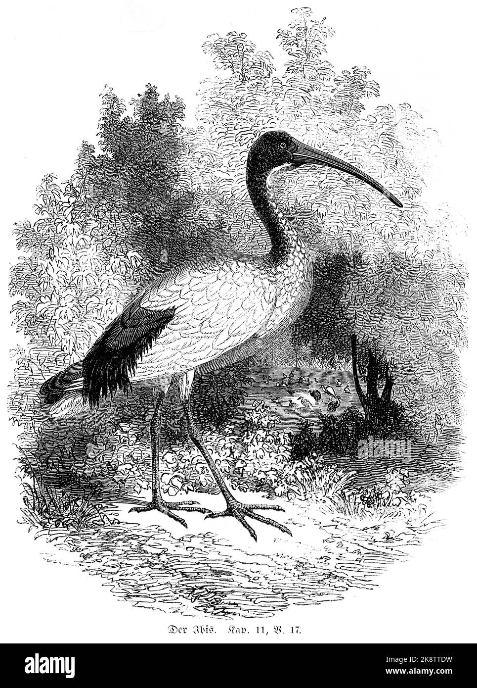 The Ibis, Third Book of Moses Chapter 11, Verse 17, bible, historic illustration 1850, Stock Photo