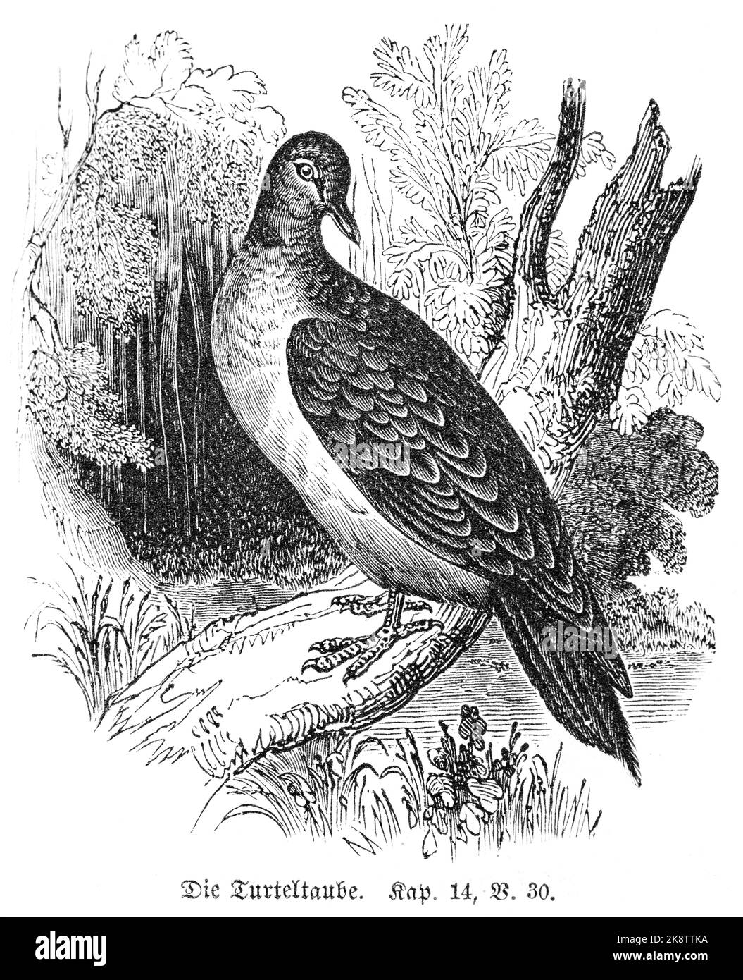The turtledove, Third Book of Moses Chapter 14,  Verse 30, bible, old testament, historic illustration 1850, Stock Photo