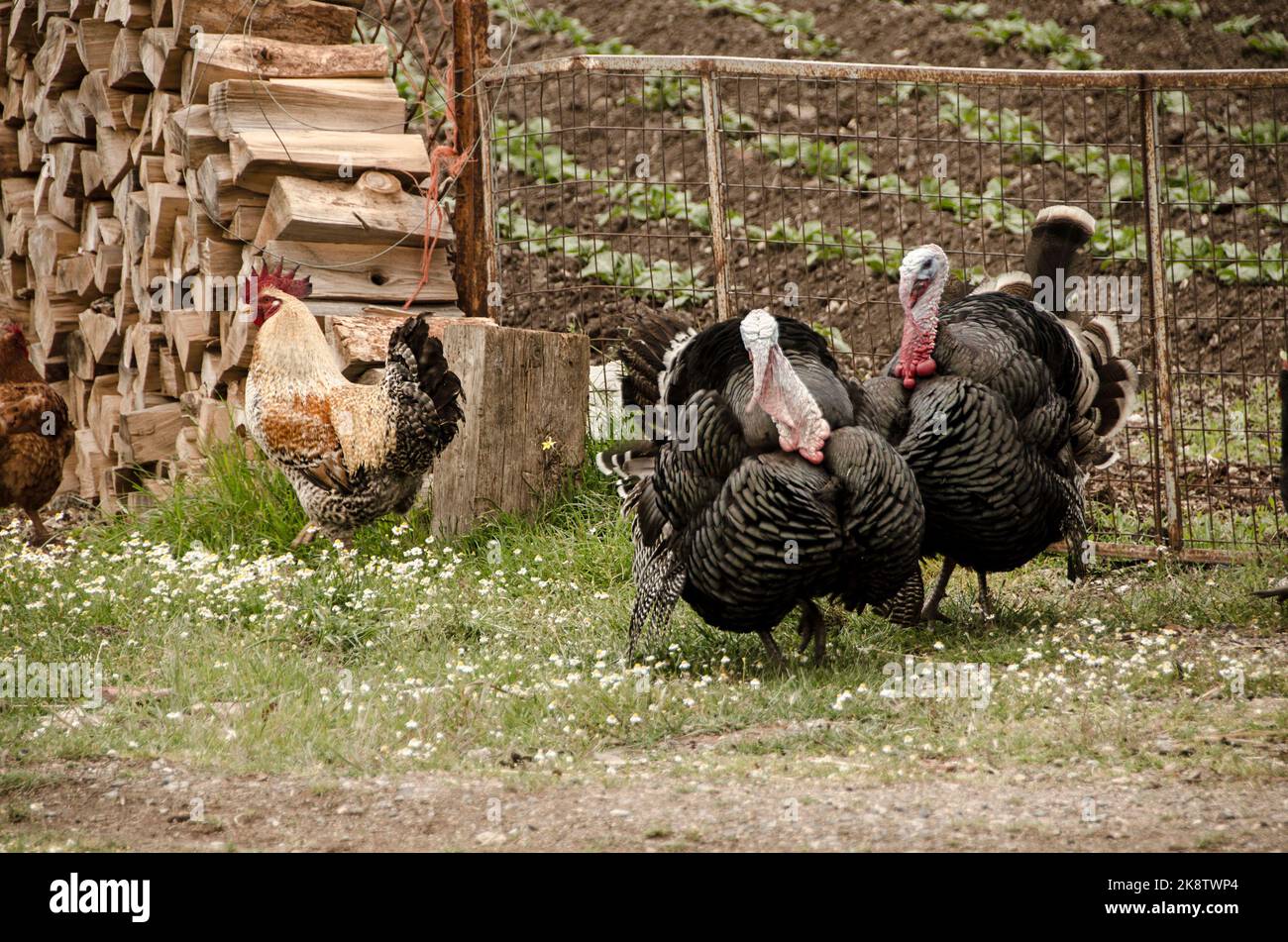 hens and turkeys graze freely in the outdoor mountainous coop and farm.Arcadia ,Greece Stock Photo