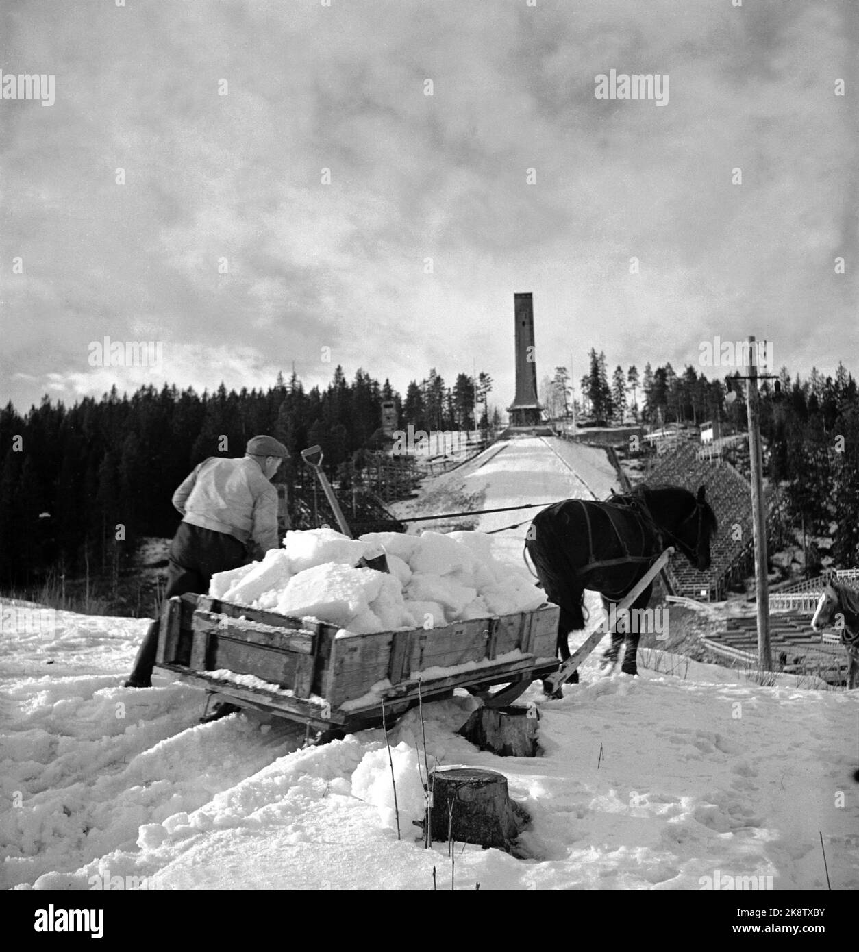 Oslo March 1949. 10 days before the jumping race, there was snow shortages in Holmenkollbakken, and snow had to be driven in from Nordmarka with horses and sleds. The association for skiing's advancing organized running of snow and preparation of the ground. It is part of the story that after all the struggle there was still fresh snow a few days before the Holmenkollrennet. Photo: Current / NTB Stock Photo