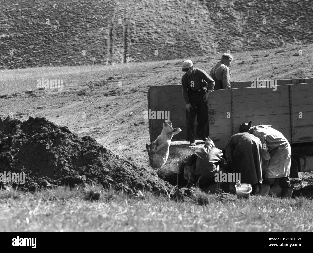 Ivar aaserud current ntb animal diseases farm slaughterhouse griser hi