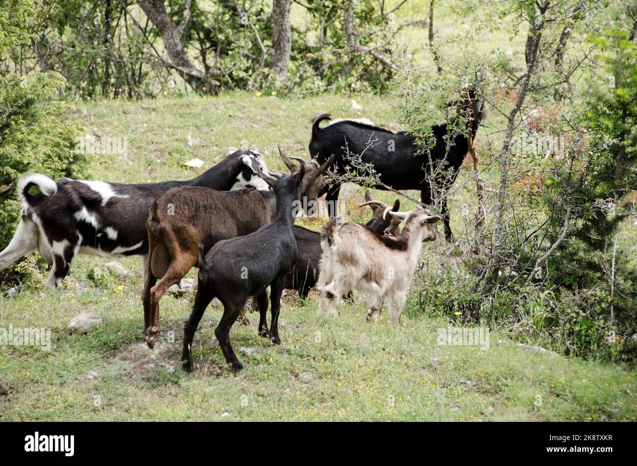 goats grazing freely in the green meadow Stock Photo