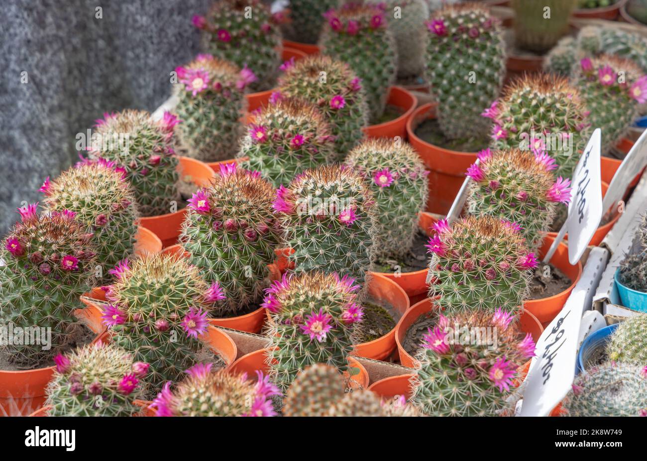 Cacti with flowers at a fair. Stock Photo