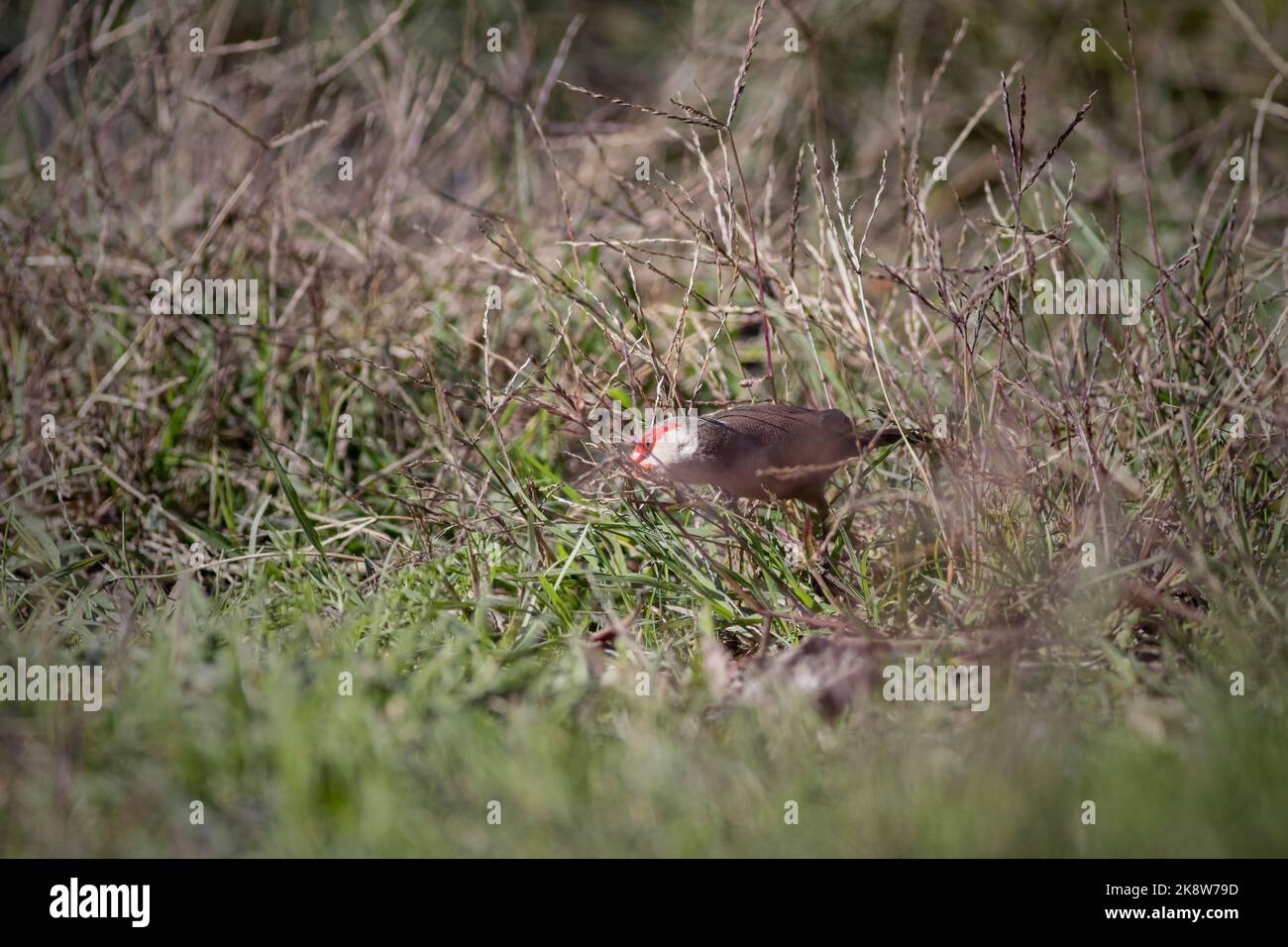 Common waxbill looking for food in the Lima river border, north of Portugal. Stock Photo