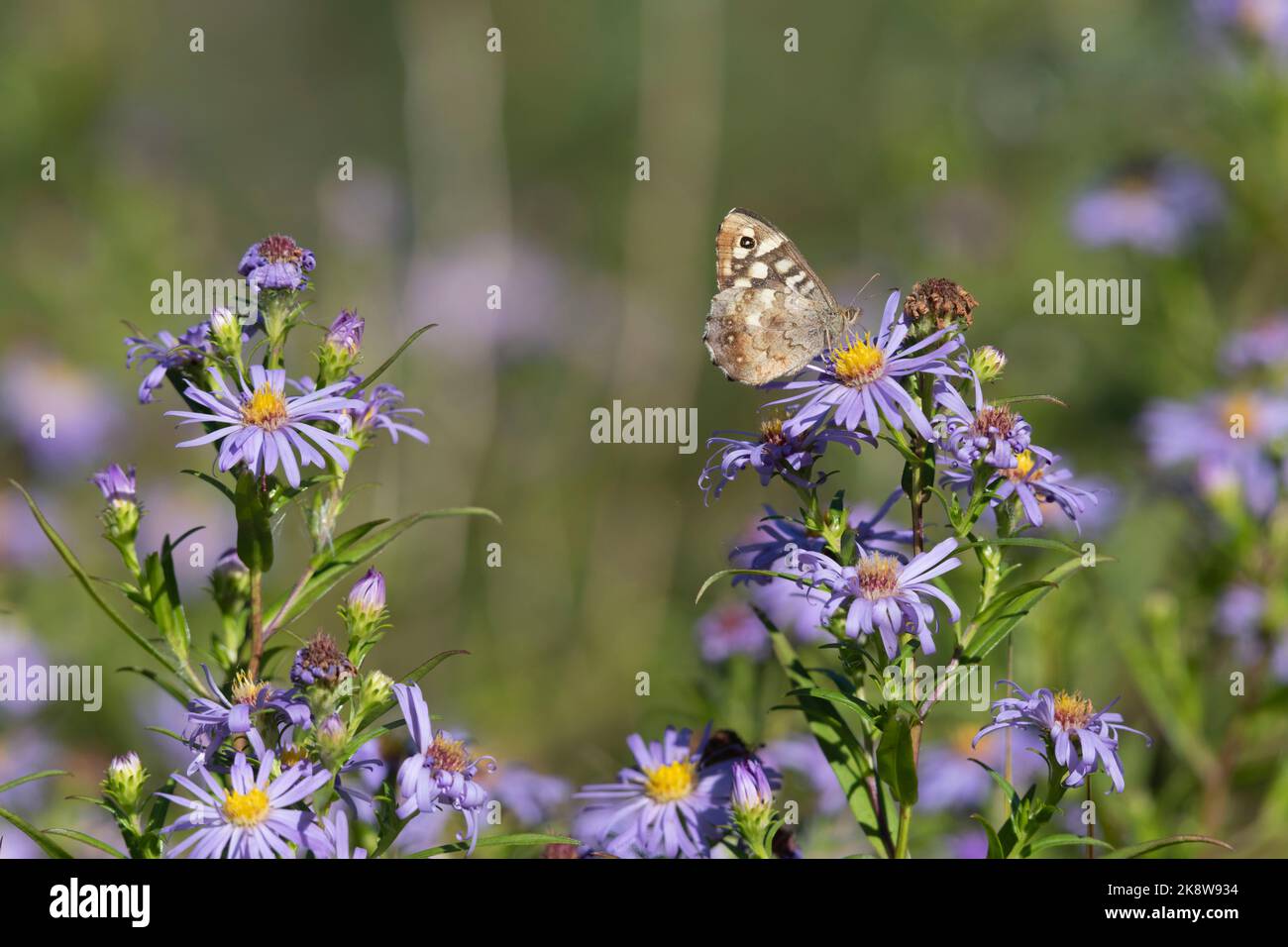 A Speckled Wood Butterfly (Pararge Aegeria) Reveals the Underside of Its Wings as It Forages on Michaelmas Daisy Flowers (Symphyotrichum Novi-Belgii) Stock Photo