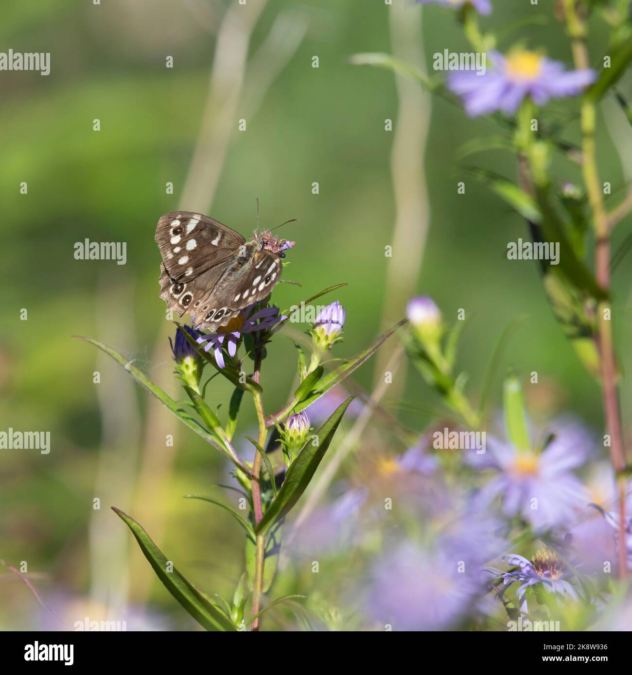 A Speckled Wood Butterfly (Pararge Aegeria) Basking in Afternoon Sunshine on Michaelmas Daisy Flowers (Symphyotrichum Novi-Belgii) in Early Autumn Stock Photo