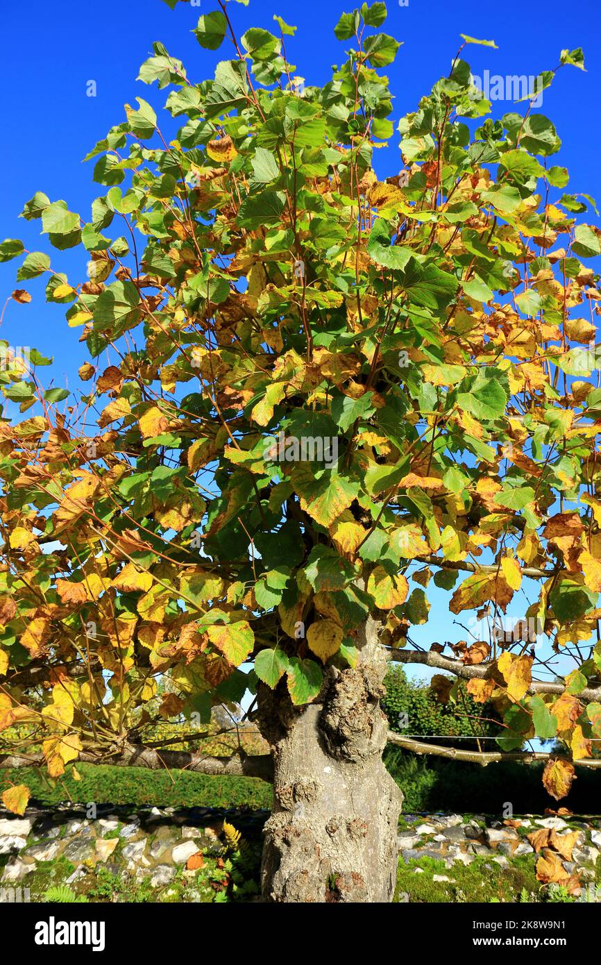The beautiful Autumn leaves of the Tilia Platyphyllos Rubra tree Stock Photo