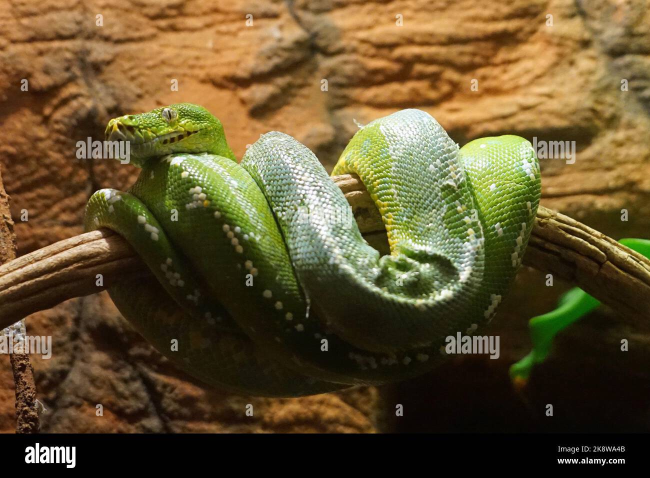 Green Snake Python at Batu Secret Zoo, Malang, East Java, Indonesia ...