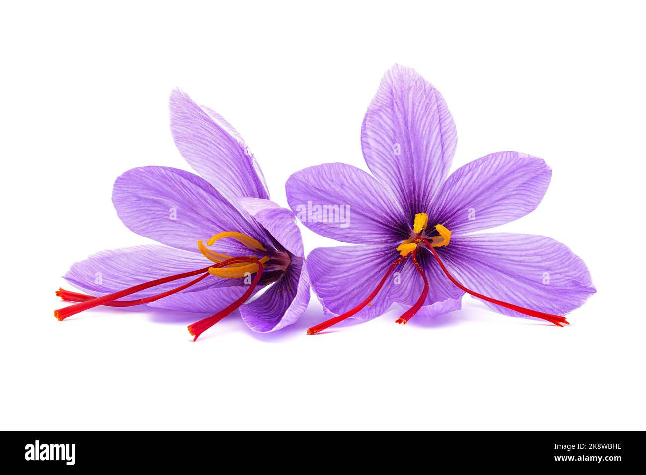Saffron (Crocus sativus) flowers on white background. stigmas in evidence. spice dried Stock