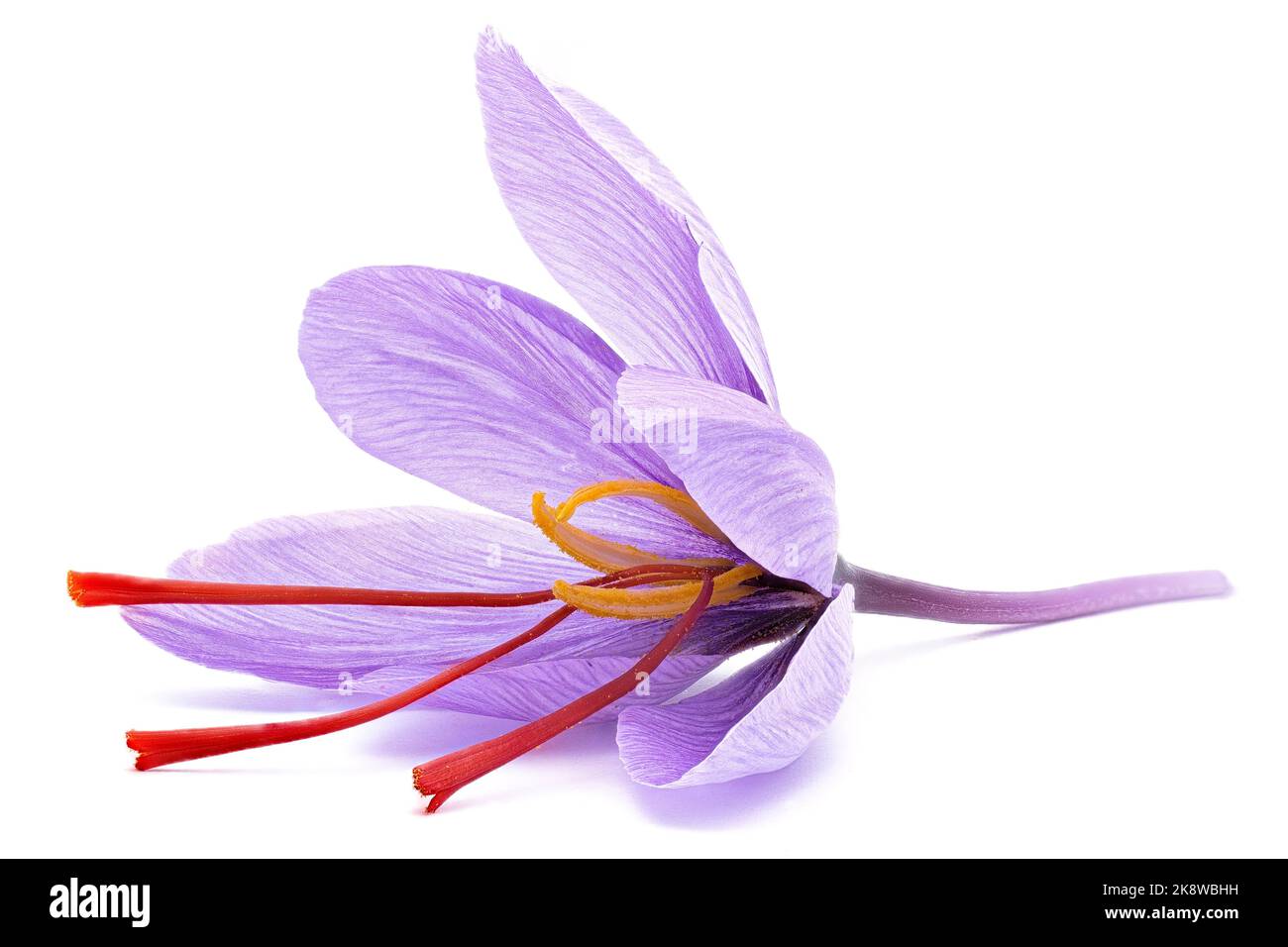 Saffron (Crocus sativus) flowers on white background. stigmas in