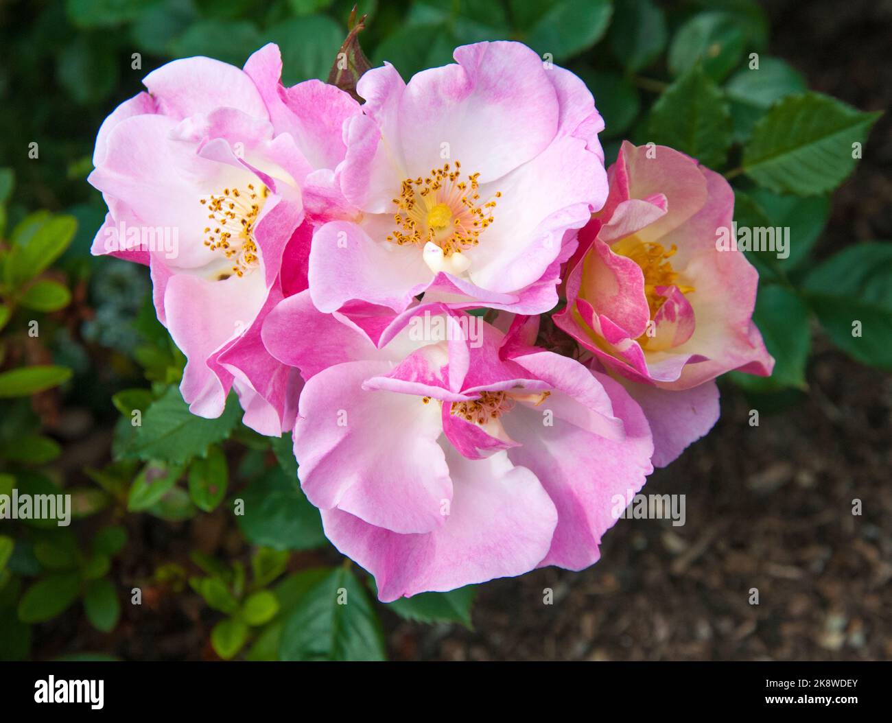 Rose in flower, Melbourne, Australia, spring 2022 Stock Photo