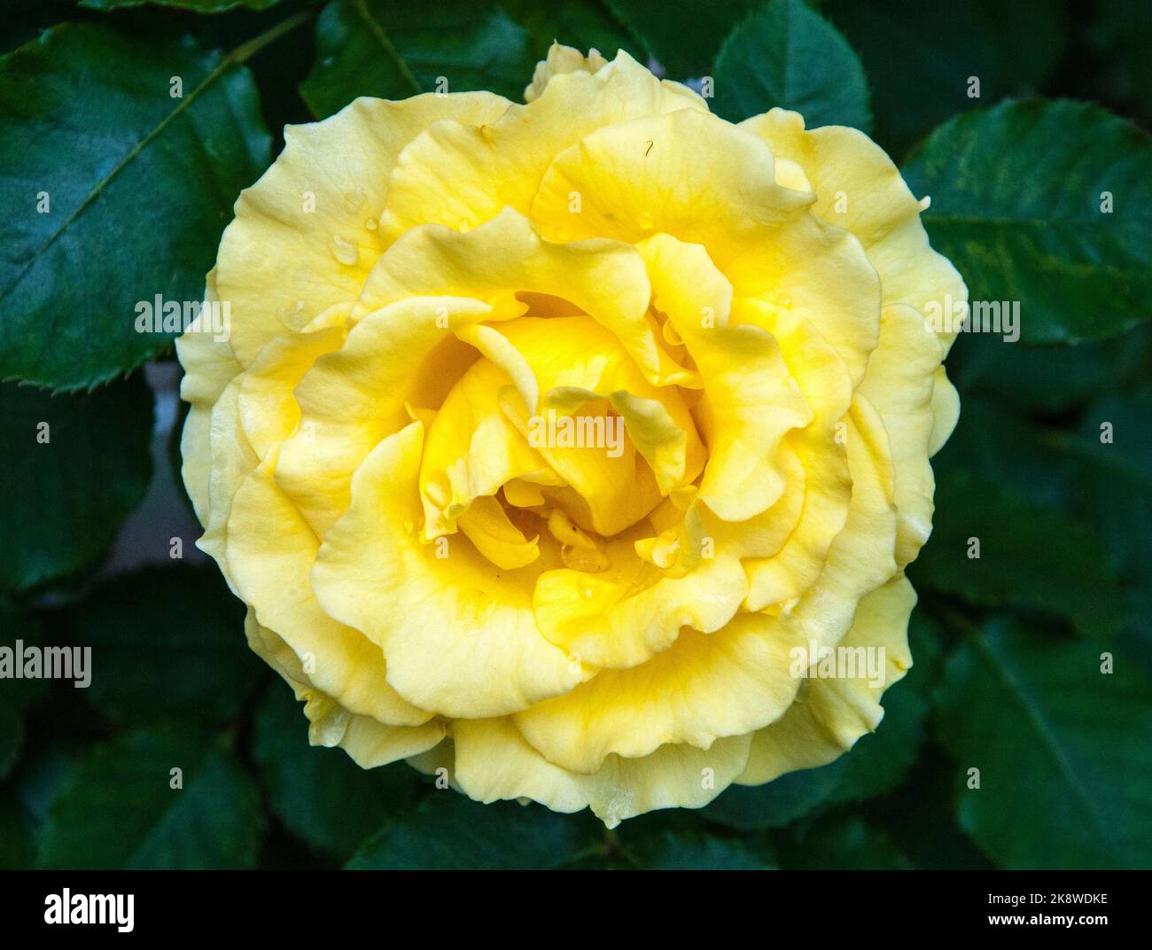 Golden Bunny Floribunda rose, Melbourne, Australia, spring 2022 Stock Photo